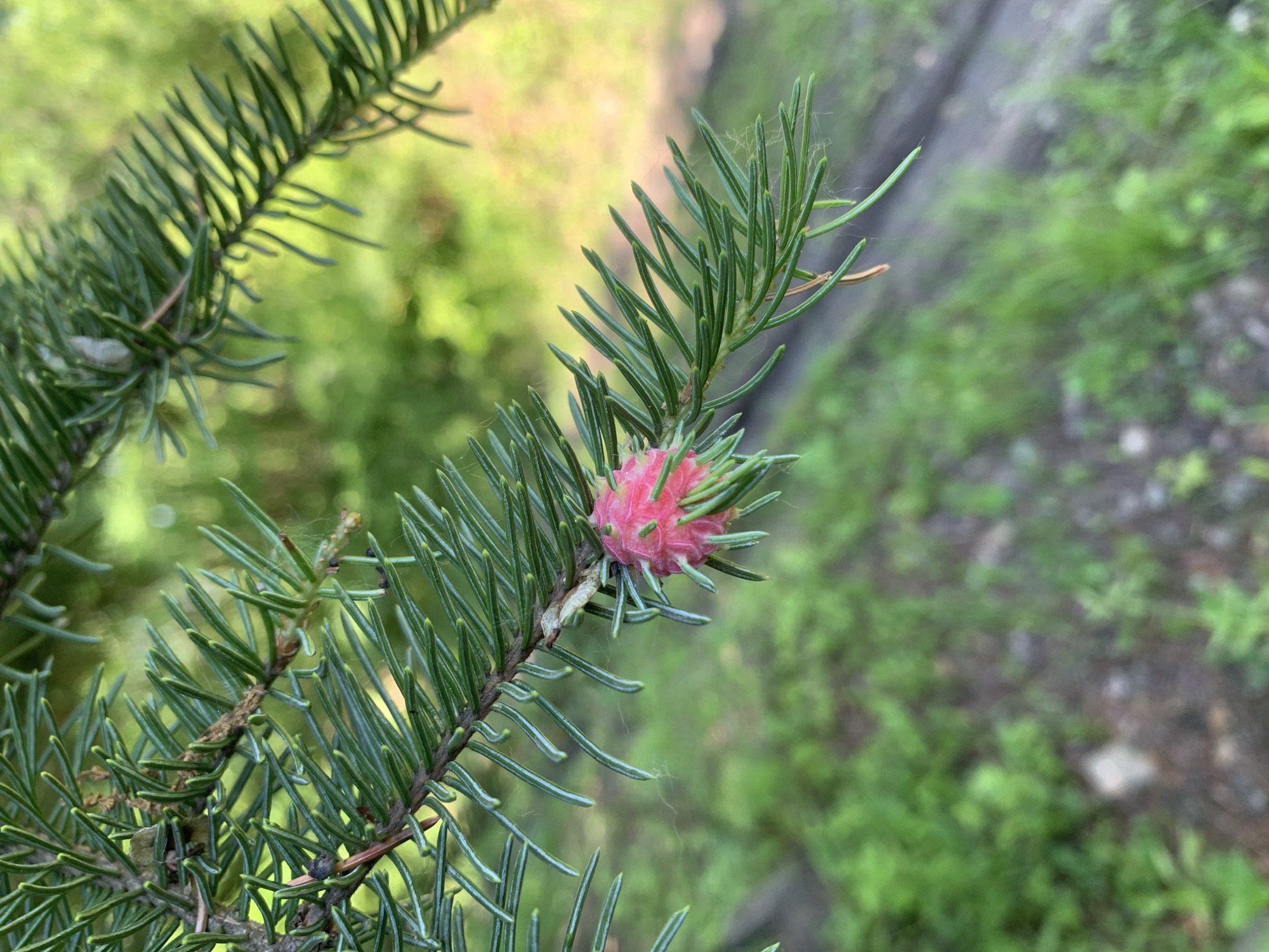 A close-up, eye-level shot focuses on a pine branch with vibrant green needles. A small, pink, ovular structure, possibly an insect egg mass or a developing cone, is attached to the branch. The background is softly blurred, showing a dappled mix of green foliage and earth, hinting at an outdoor, natural setting. The image was captured in Kavalerovo, Russia.