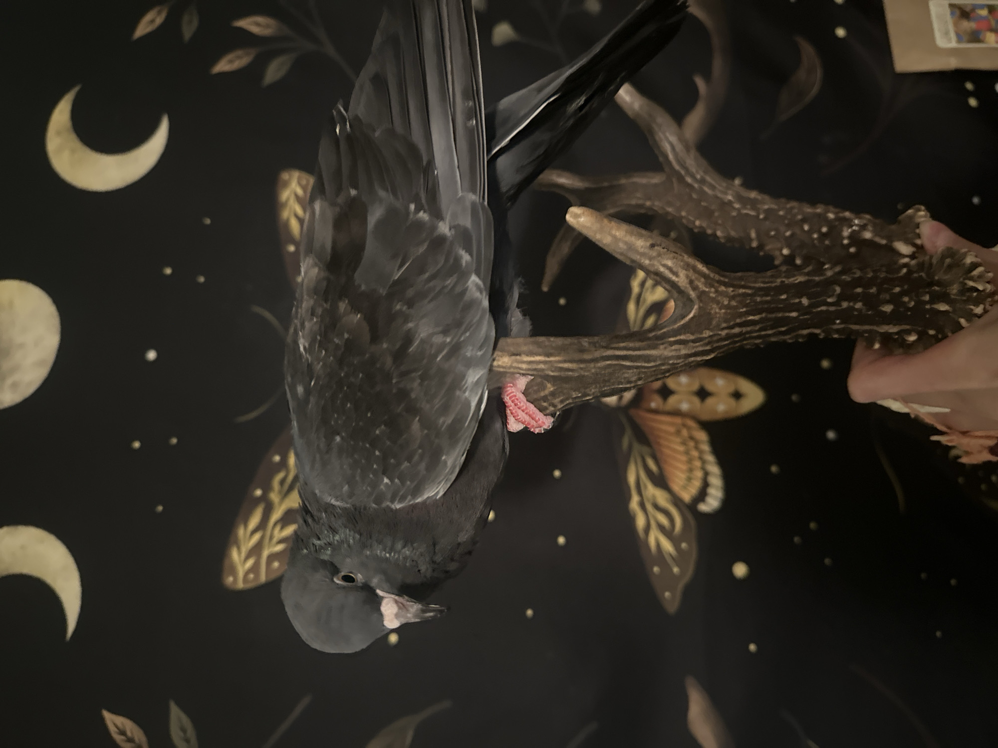 A pigeon with dark gray plumage is perched on a cluster of deer antlers against a black background decorated with celestial and moth imagery. The pigeon is facing left, with its head lowered and its beak slightly open, revealing a pink interior. Its eye is dark and appears to be looking downward. One of its feet, a vibrant pink, is visible gripping the antlers. The antlers are rough and textured, with a light brown and white speckled appearance. The background features a large, stylized crescent moon in the upper right and a full moon in the upper left, both in a pale yellow. Scattered small yellow dots represent stars. There are also artistic representations of moths with orange and brown wings, and delicate leaves. The overall scene has a dark, mystical aesthetic. There is no information about the city of Togliatti, Russia, in this image.