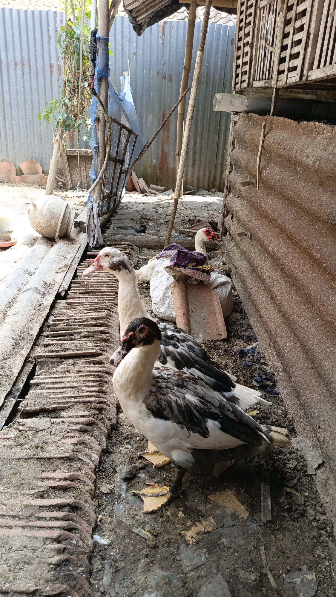 The image depicts an outdoor scene with three ducks in what appears to be a rural or semi-rural setting, possibly in Kebumen, Indonesia. Two ducks are in the foreground, with one in sharp focus and another slightly behind it. The duck in sharp focus is black and white, with distinct black markings on its head and neck. It is standing on a surface composed of what looks like weathered bricks or tiles, with some dirt and debris around. The second duck, also in the foreground, is mostly white with some brown and black markings on its head and neck, and appears to be looking to the left. Behind these two, a third white duck with red facial caruncles is visible, partially obscured by a white sack and some red tiles. The background features elements of a rustic structure, including corrugated metal siding, wooden posts and framing, and what looks like a bamboo fence. There are also some plants, a broken clay pot, and other miscellaneous debris scattered around the ground. The lighting suggests it is daytime, with sunlight casting shadows. The overall impression is of a somewhat unkempt, utilitarian area, possibly a farmyard or the backyard of a residence.