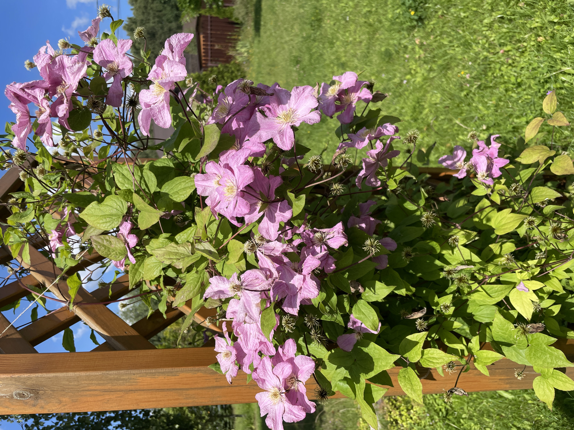 A close-up, eye-level shot captures a wooden lattice structure adorned with a vibrant pink clematis vine. The vine, lush with green leaves, cascades over the lattice, its delicate pink blossoms prominent in the foreground. In the background, a sun-drenched lawn stretches out, dotted with wildflowers. Beyond the lawn, a rustic wooden fence encloses a small garden area, hinting at a suburban or rural setting. The sky above is a brilliant blue, streaked with wispy white clouds, suggesting a clear and pleasant day. The scene, though lacking specific landmarks, evokes a sense of peaceful outdoor living in a locale like Dernopol'e, Russia, where such gardens are common.