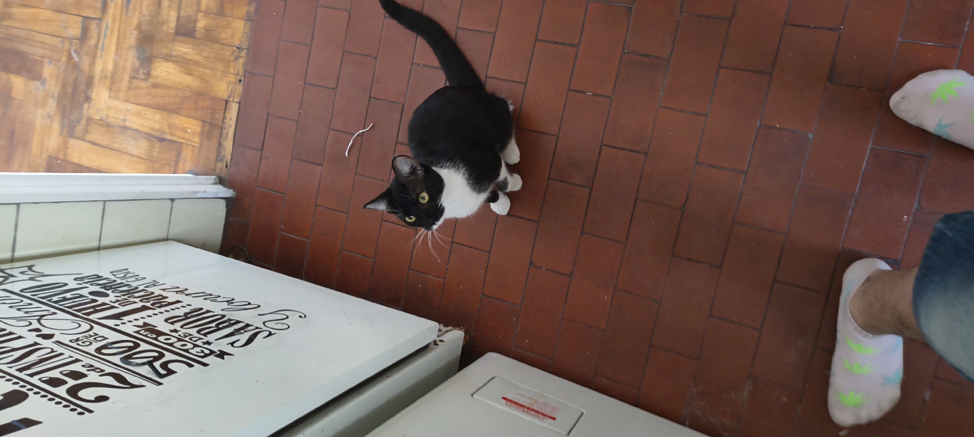 A black and white cat with green eyes stands on a red tile floor, looking up at the camera. A person's legs and feet are visible on the right side of the frame, wearing light-colored socks with green leaf patterns and blue jeans. In the lower left corner, there is a white appliance covered with black script, appearing to be a freezer. The floor transitions from red tile to light brown parquet wood in the upper left corner. The location is likely an indoor space in Buenos Aires, Argentina, based on the presence of Argentinian Spanish on the appliance.