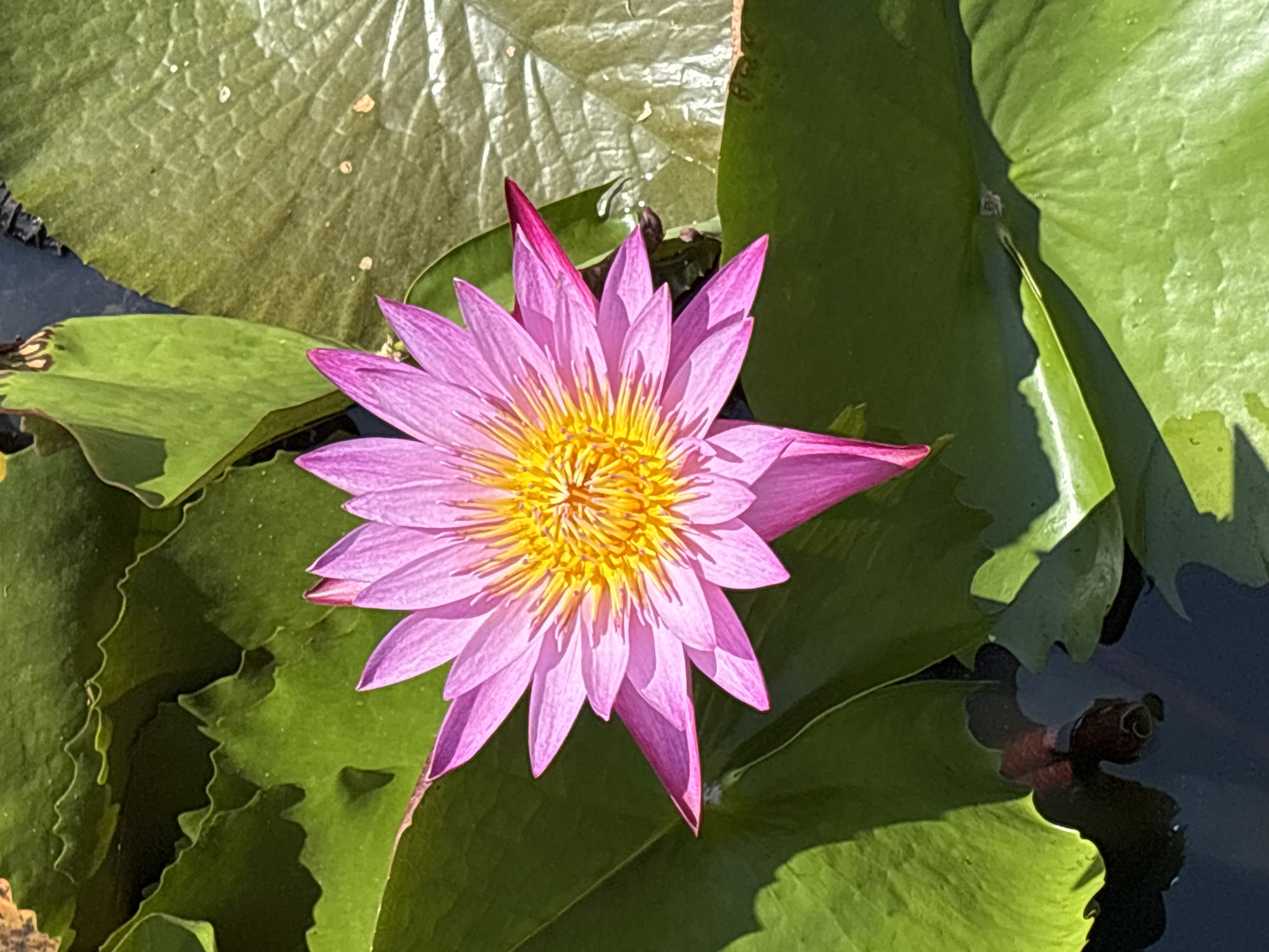 A vibrant pink lotus flower with a bright yellow center floats on dark water, surrounded by lush green lily pads in Tay Nha Trang Ward, Vietnam. The sunlight casts sharp shadows, highlighting the delicate texture of the petals and the waxy surface of the leaves. The scene captures the serene beauty of a lotus pond in its natural habitat.