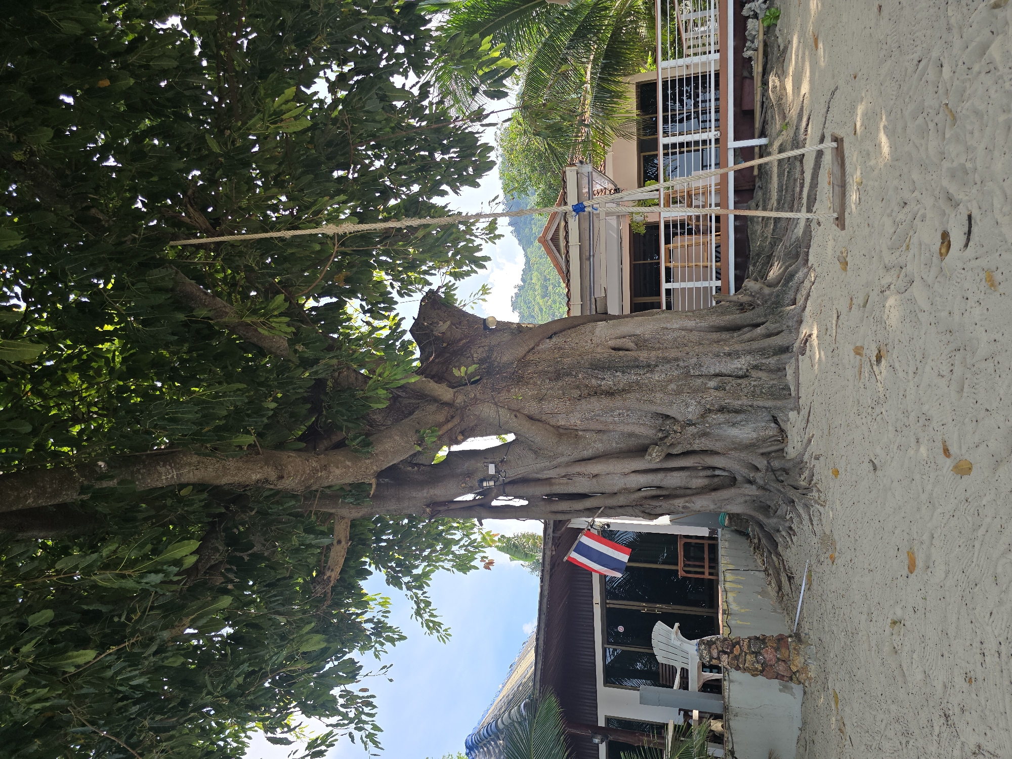 The image depicts a beachfront scene in Baan Chaweng Noi, Thailand, dominated by a large, ancient tree with exposed roots. A rope swing hangs from one of the tree's branches, its wooden seat resting on the sandy ground. Behind the tree, a building with a white facade, dark-tinted windows, and a white railing is visible. A Thai flag is mounted on a pole attached to the tree. Palm trees and lush green foliage surround the building, and a mountainous landscape can be seen in the distance. The sky is bright blue with scattered clouds. The scene appears tranquil and tropical.