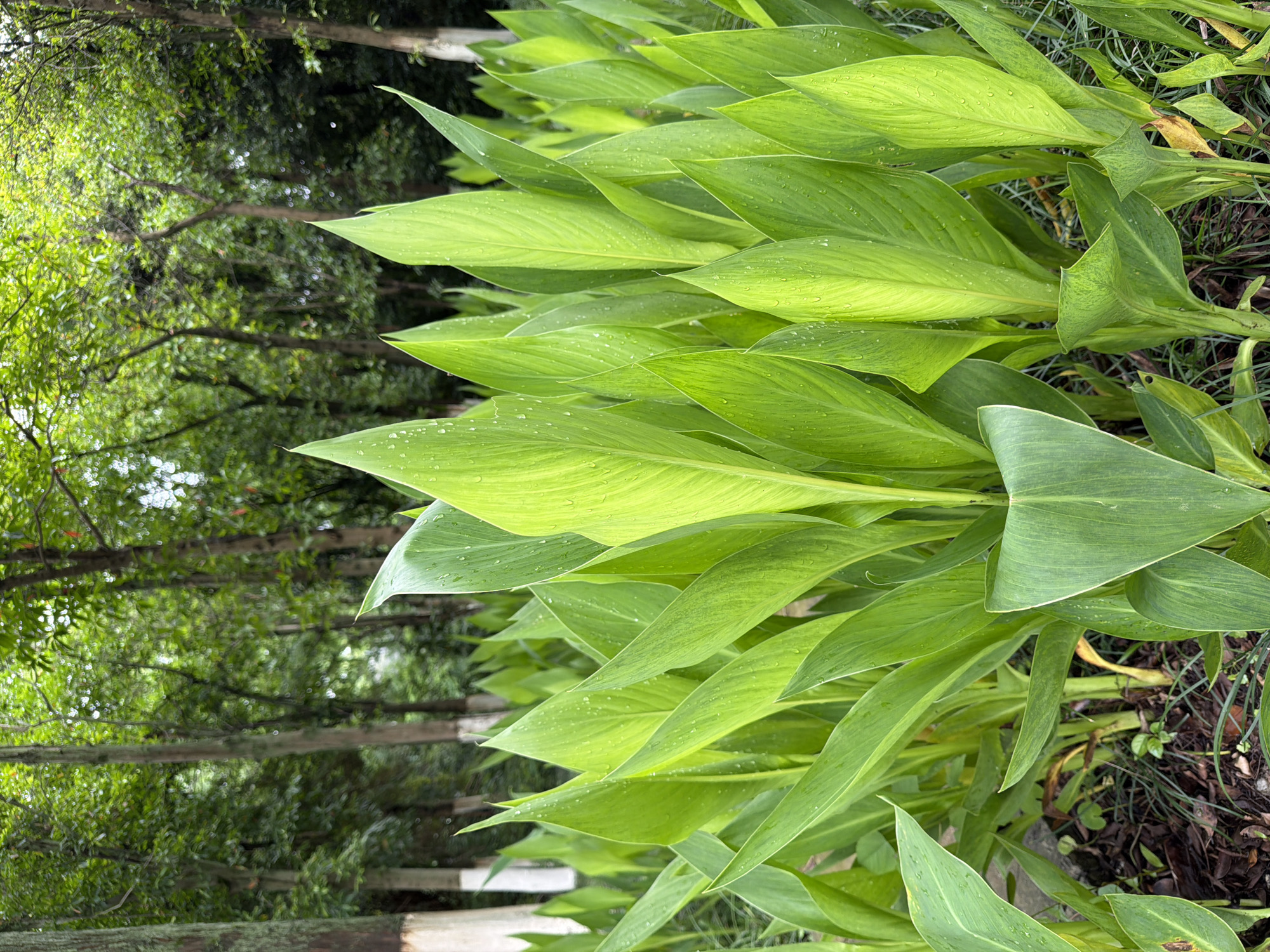 The image shows a dense cluster of large, bright green leaves with pointed tips, possibly Canna lilies, with water droplets scattered on their surfaces. These leaves are positioned in the foreground on the right.
In the background to the left, a blurry view of trees with green foliage suggests a wooded area or park. The scene appears to be outdoors, possibly in a garden or naturalized area, with a partial view of a grey, wooden pathway or structure. There is no indication of Chongqing High-tech Zone, China, in the image.