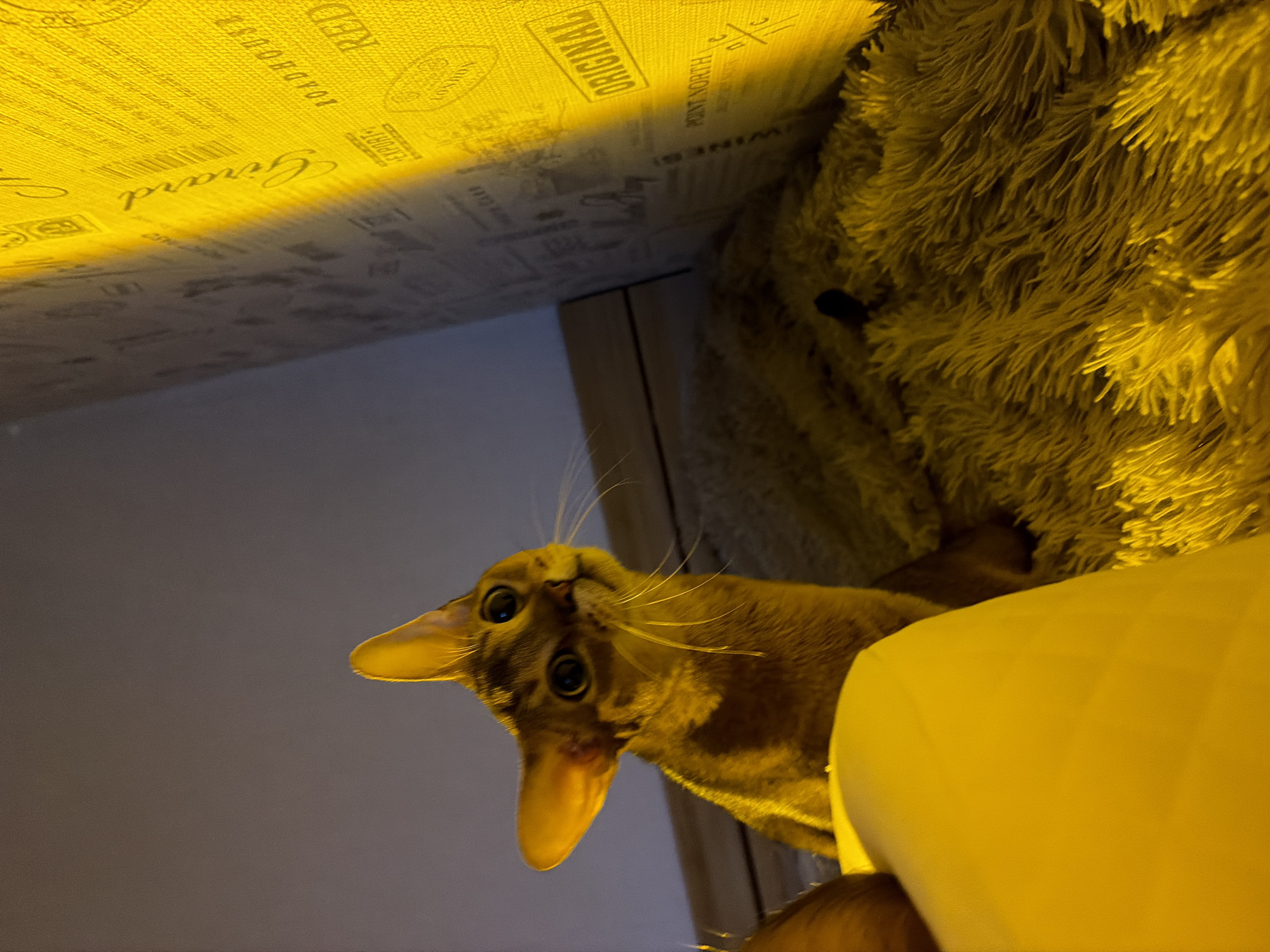 A close-up, tilted shot shows an Oriental cat appearing to look down at the viewer. The cat has short, light-brown fur, prominent ears, and large, round eyes. Part of a fuzzy, textured, light-yellow blanket is visible on the upper right side of the frame. Above the cat, there is a textured surface that might be the underside of a piece of furniture, such as a shelf or table. There is stylized lettering and designs on this surface. The background is a muted gray.
The image was likely taken indoors, possibly in a private residence. There is no evidence of a location in the city of Chaikovsky, Russia.