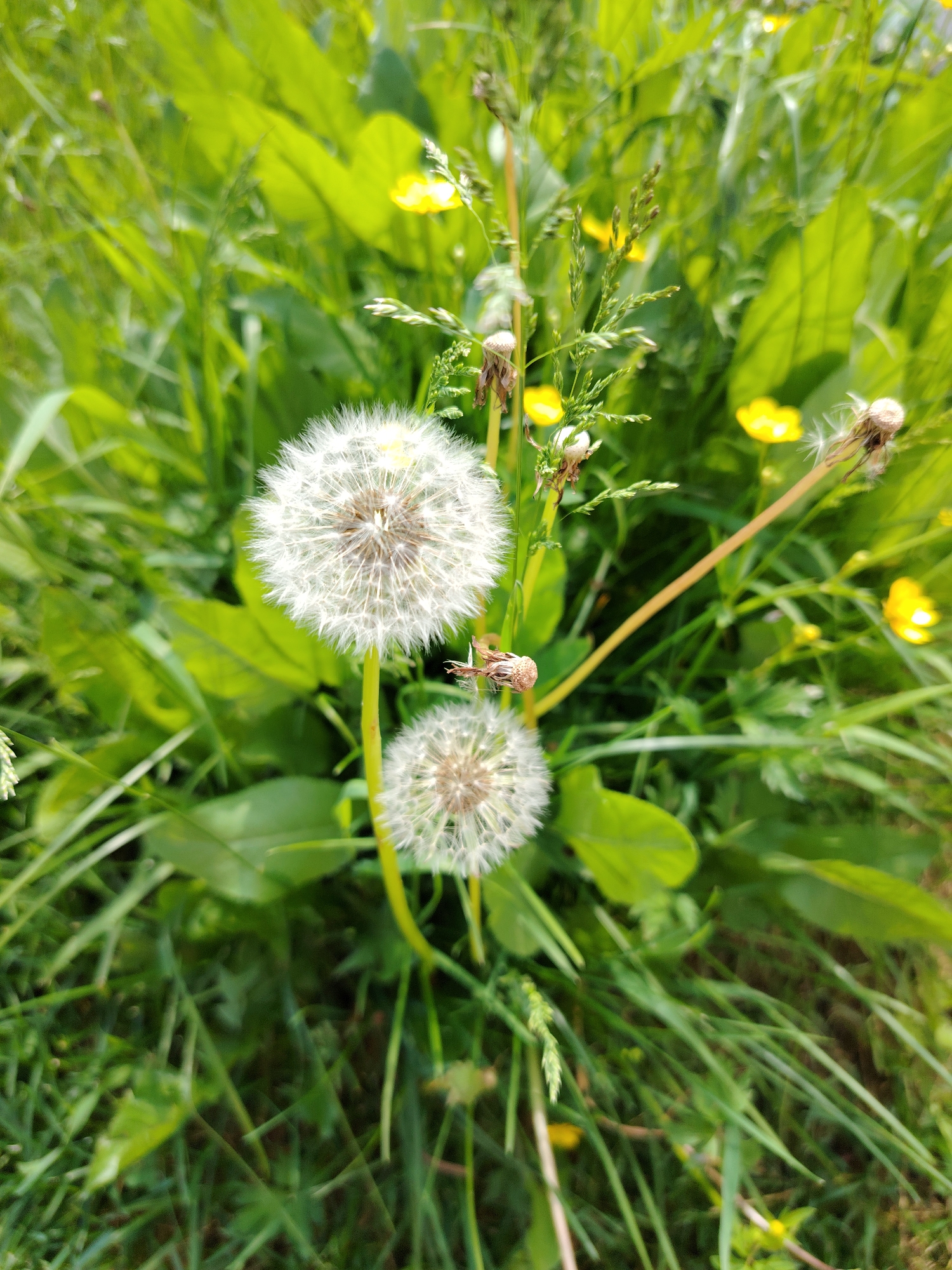The image shows a close-up of two dandelions in a field of green grass and yellow buttercups. The dandelions are in their seed stage, with fluffy white seed heads. The background is blurred, but it appears to be a sunny day with a lot of vegetation. The location is specified as Vladimirovka, Russia. There are no people or animals visible in the image. The scene depicts a natural, outdoor environment.