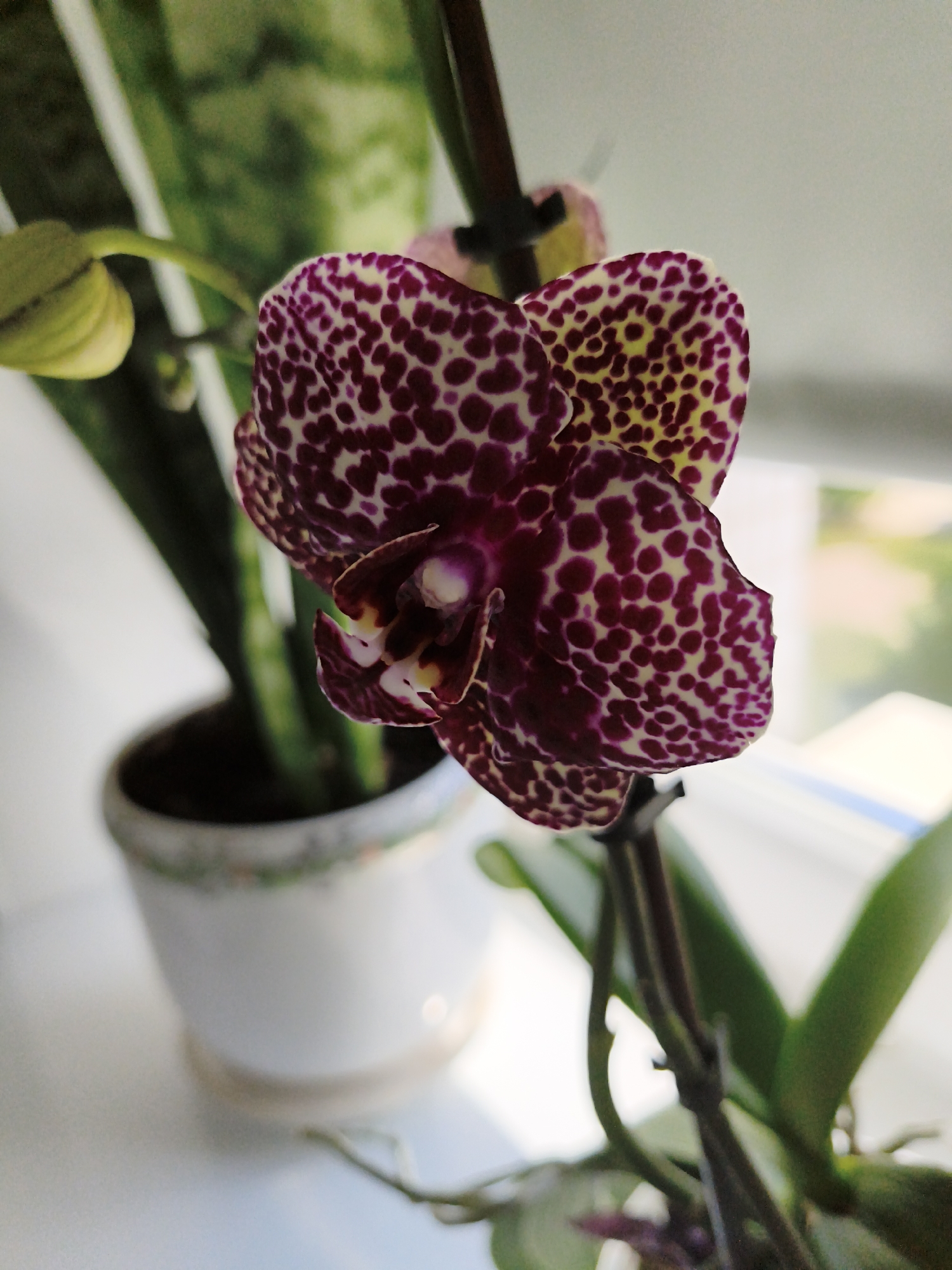 An extreme close-up shot captures a speckled orchid in bloom, its petals a vibrant mix of deep purple spots on a creamy yellow background. A single, unopened bud, tinged with yellow, rests to the left of the main flower. The orchid is rooted in a white ceramic pot with a delicate green floral trim, which is partially visible in the lower left quadrant of the image. The background is softly blurred, with hints of green foliage from what appears to be a snake plant to the left, and a bright, out-of-focus window or light source illuminating the scene from the right. The overall lighting suggests an indoor setting, possibly on a windowsill.