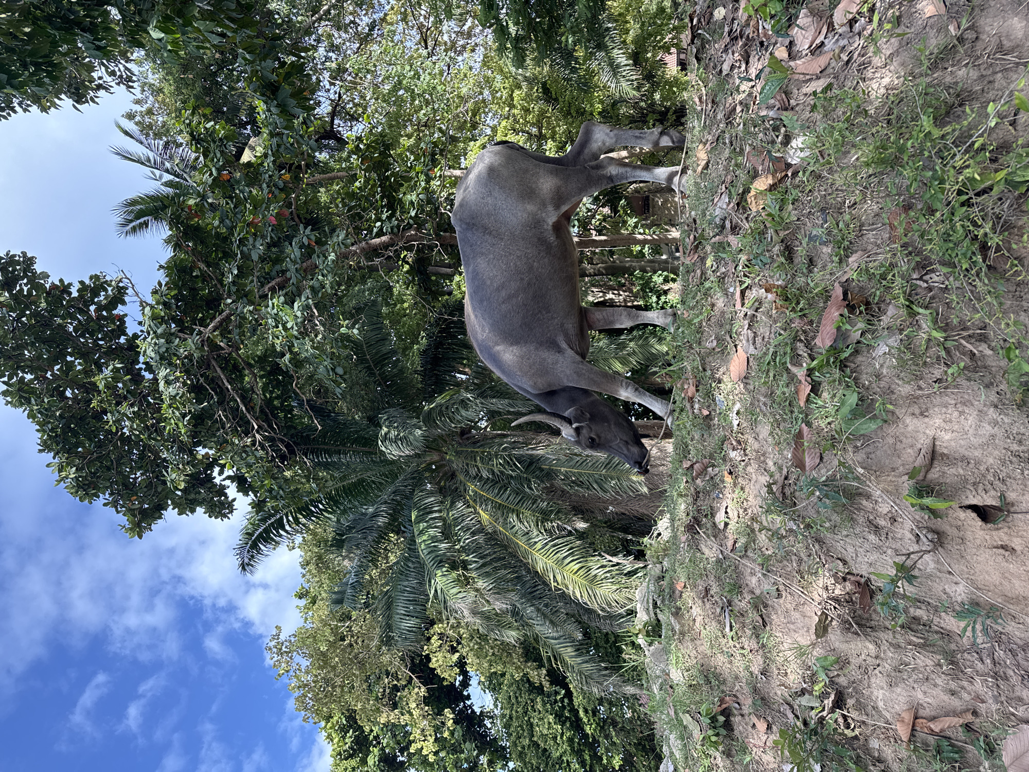 A gray water buffalo stands on a dirt embankment in Baan Chaweng Noi, Thailand. The buffalo is positioned on the right side of the frame, its head lowered as if grazing. Lush vegetation, including trees and palm trees, surrounds the buffalo. The sky is visible in the upper left corner, exhibiting a mix of blue sky and white clouds.
