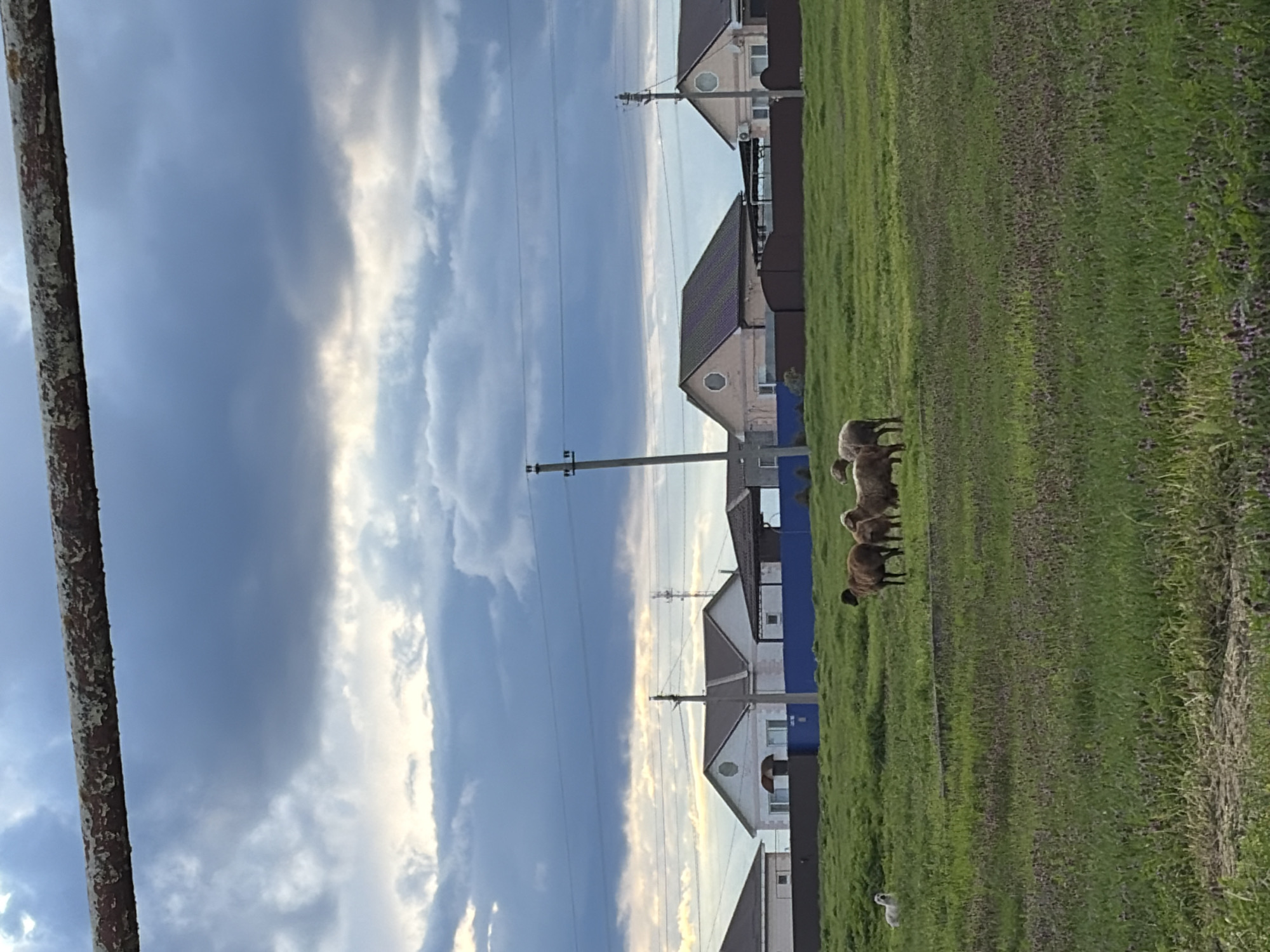 A view of a field with a flock of sheep grazing in the grass on the outskirts of a residential area in the city of Unknown, Unknown. Houses are visible in the background, with utility poles lining the sky. Weather is slightly overcast, and a metal support structure appears to be on the left of the image.