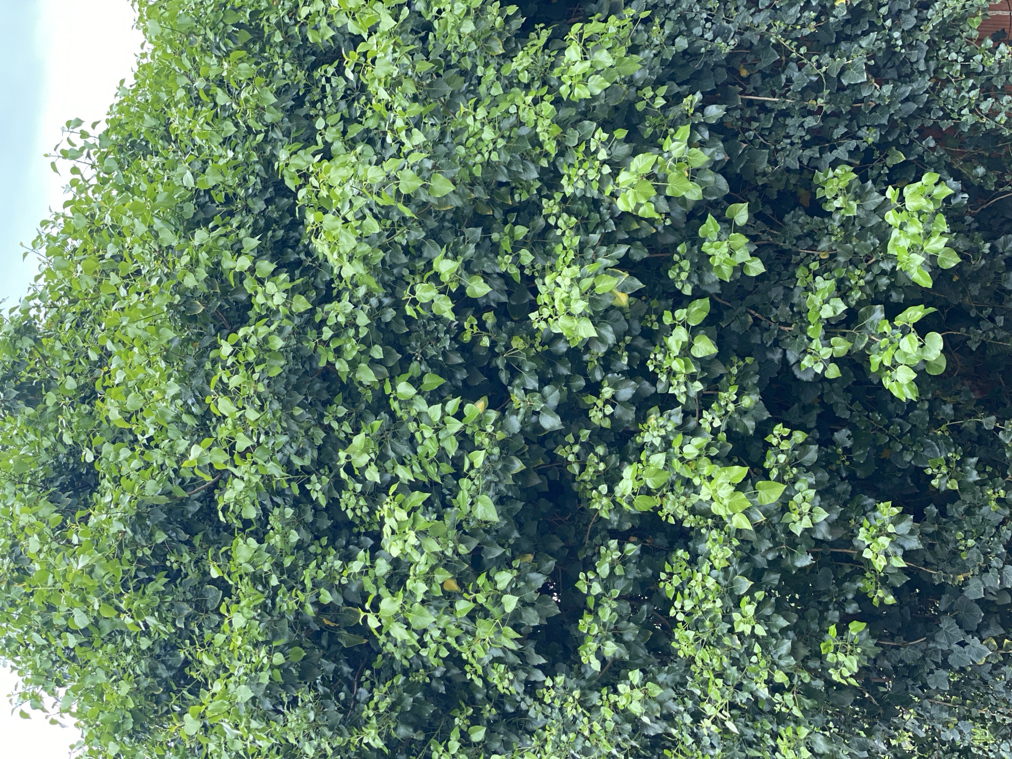 The image shows a dense wall of ivy. The leaves are predominantly green, with some variations in shade from light green to dark green. The growth is thick and obscures any background details. The composition is from a low angle, suggesting the ivy is climbing a structure. There is a patch of sky visible in the upper left corner. The image could be from Budva, Montenegro, given the prevalence of ivy in urban settings. There are no people, subjects, objects, actions, or interactions, other than the vegetation and the environment.