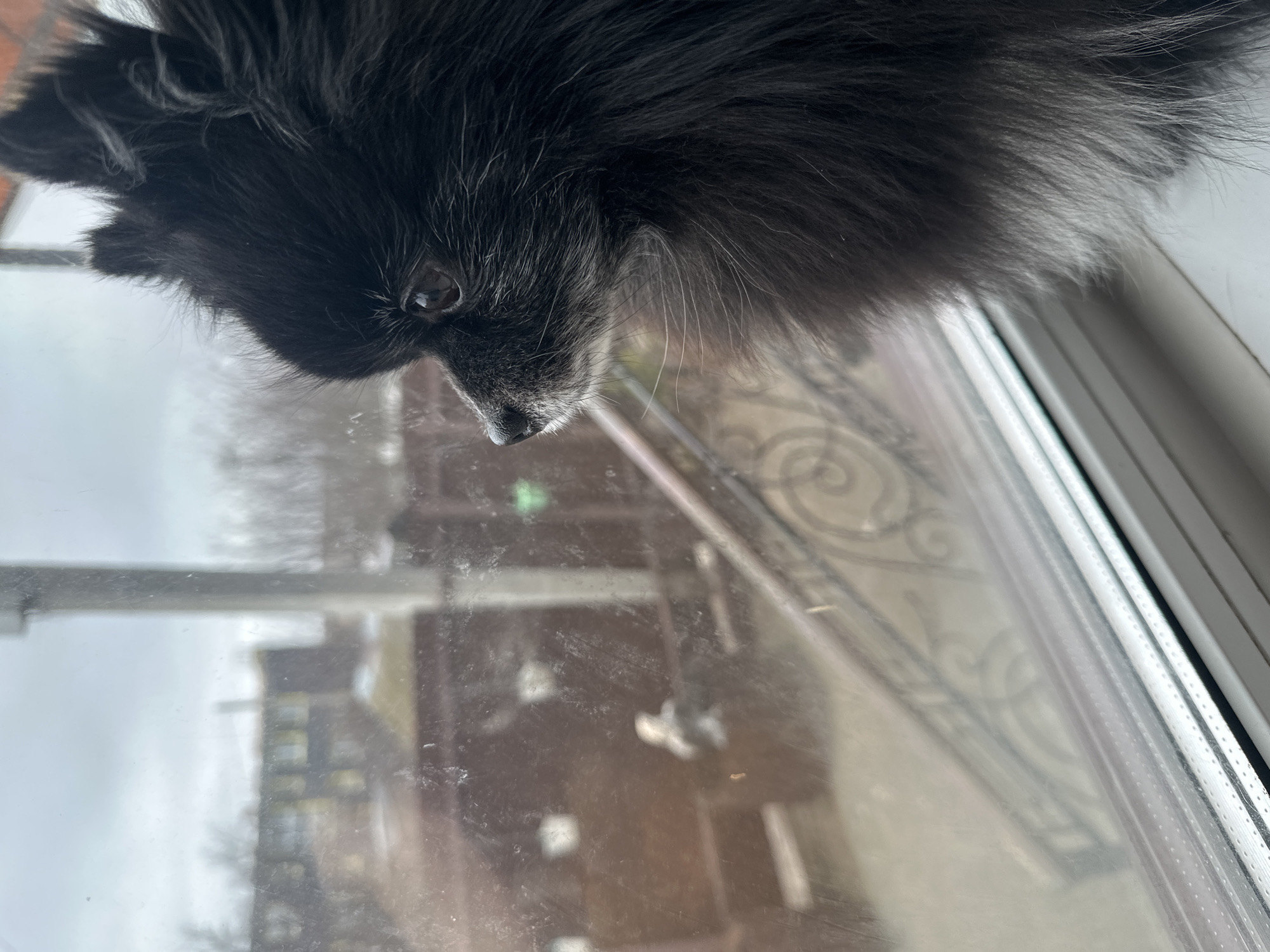 A black, fluffy dog sits on a window sill, looking down and out the window. The window is dirty and reflects buildings and a cloudy sky. Outside the window, a wrought iron railing is visible. The dog is the primary focus of the image. Details about the location in Chaikovsky, Russia are not discernible.