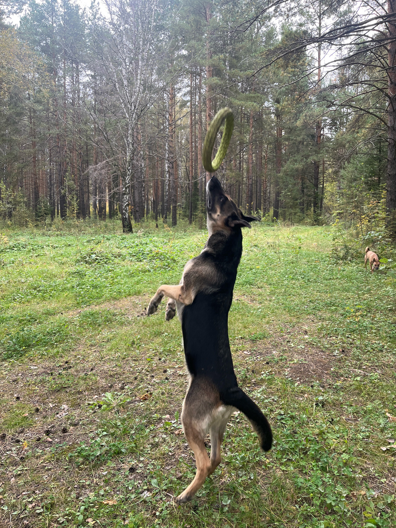 A German Shepherd dog is captured mid-air in a forest clearing, attempting to catch a green ring toy. The dog is predominantly black and tan, with its hind legs extended downwards and front paws reaching upwards towards the toy which is suspended above its head. The environment is a natural woodland setting with a carpet of green grass and fallen leaves on the ground. Tall trees with dense foliage form a natural backdrop, suggesting an autumn or late summer season. The sky appears overcast, casting a soft, diffused light over the scene. In the background, another smaller, lighter-colored dog is visible in the distance, adding to the sense of a park or outdoor recreational area.