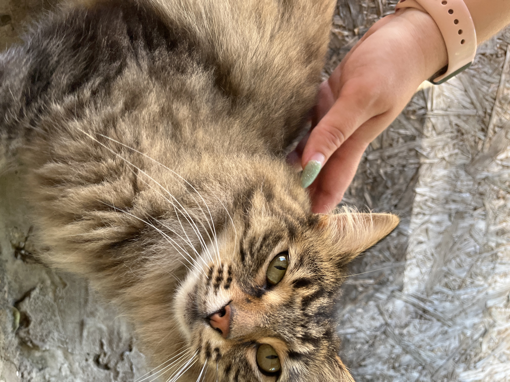 A person's hand with light skin and a light pink smartwatch is petting a long-haired tabby cat. The cat has green eyes and a brown and black striped coat. The background is a textured, grey surface that appears to be outdoors. The image does not provide any specific information about the location in the city of Krasnyye Barrikady, Russia.