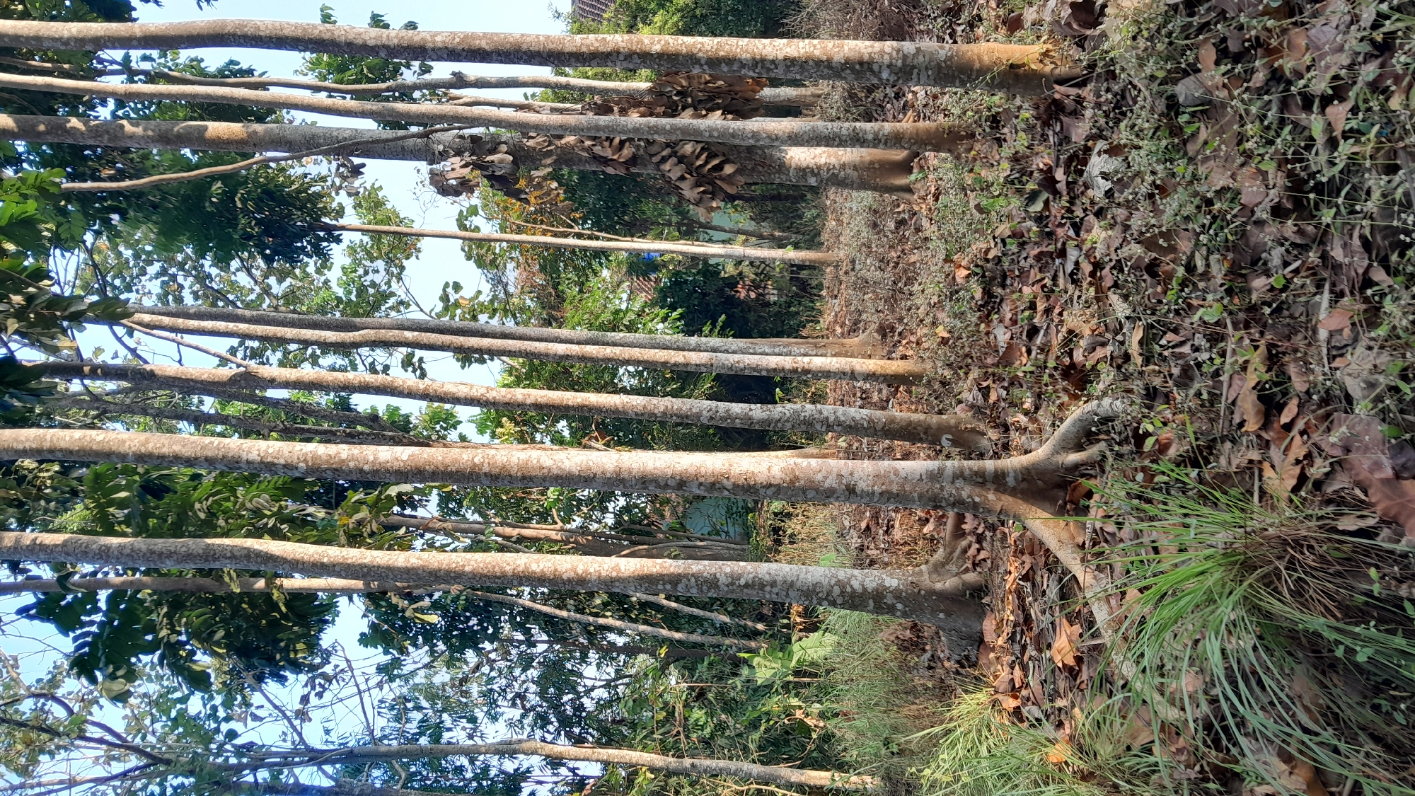 In Sumedang, Indonesia, a grove of tall trees stands in a wooded area. The trees have smooth, light-colored bark and a scattering of leaves at their bases. The ground is covered in fallen leaves and sparse vegetation. In the background, a house with a blue roof is partially visible. The sky is clear and blue.