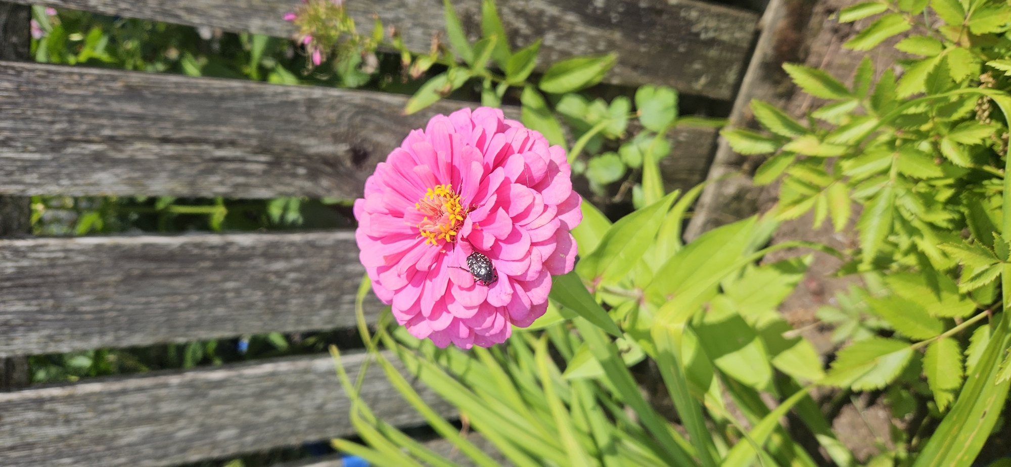 The image depicts a close-up of a bright pink zinnia flower in bloom, with a small, dark-colored beetle with white speckles on its back resting on its petals. The flower is the primary subject, its vibrant color contrasting with the darker tones of the background. Behind the flower, a rustic wooden fence is visible, composed of vertical planks. Green foliage, likely other plants and leaves, surrounds the flower and fills the lower portion of the frame. The lighting suggests it is daytime, with sunlight casting shadows and highlighting textures. The scene appears to be in an outdoor setting, possibly a garden or yard. The provided information about Vitsebsk, Belarus, cannot be verified from the visual content of the image alone.