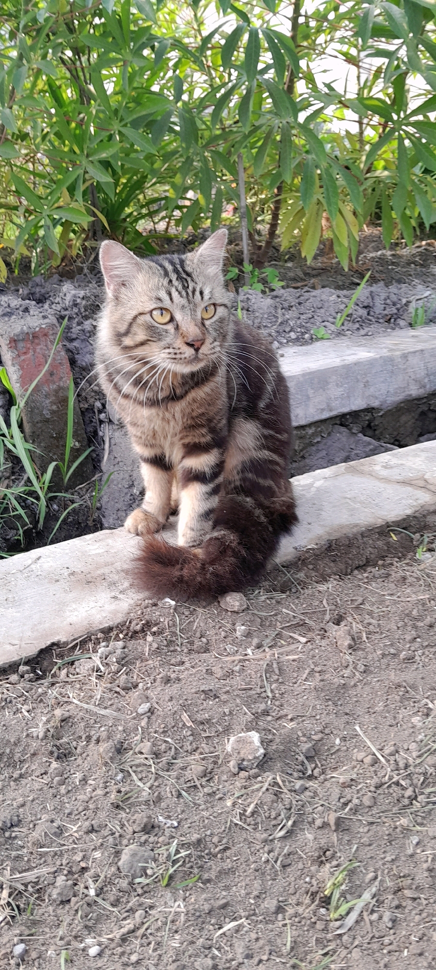 A domestic shorthair cat with tabby markings and yellow eyes is sitting on a concrete ledge outdoors. The cat is facing to the right of the frame, with its body angled towards the viewer. Its tail is bushy and curved. In the background, there are green plants and some red bricks. The ground in the foreground is composed of dirt and small stones. The scene appears to be in a natural, possibly rural setting in Bendungan, Indonesia.