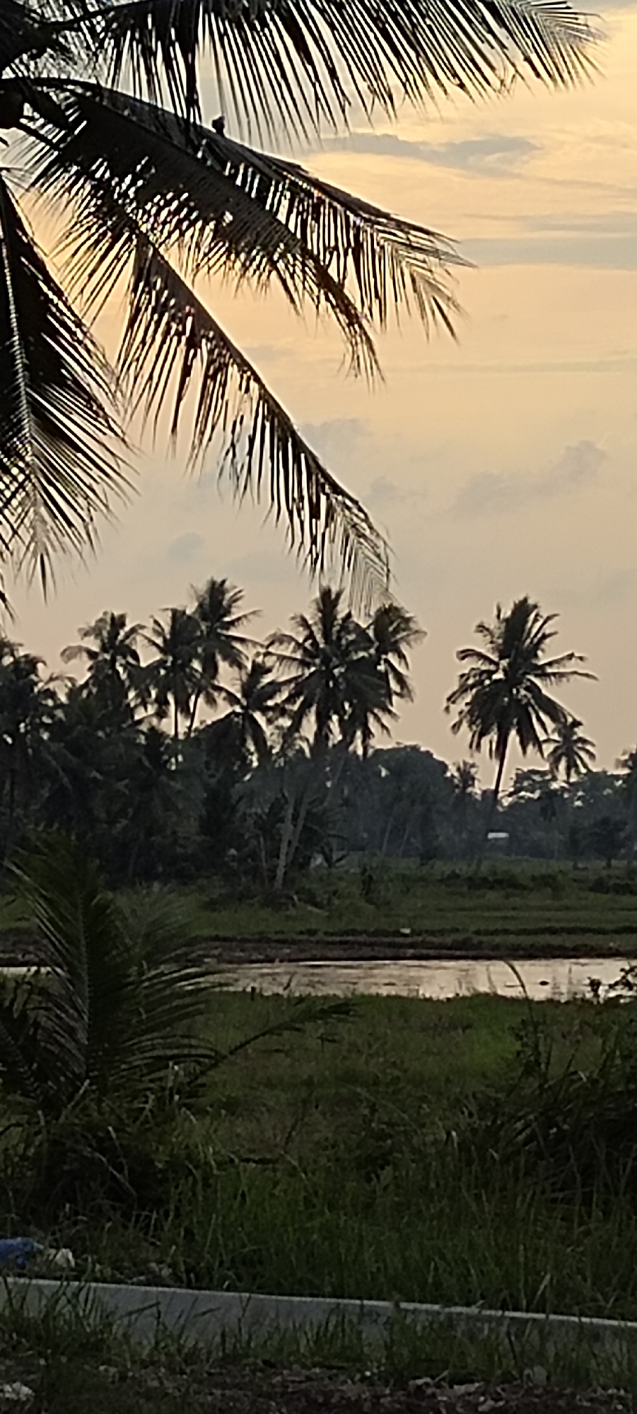 This image captures a serene tropical landscape in Peurupok, Indonesia, likely at dusk. The foreground is dominated by the dark silhouettes of palm fronds, creating a natural frame for the scene. Beyond these, a body of water, possibly a rice paddy or a pond, reflects the soft, diffused light of the sky.
In the mid-ground, a line of lush green trees and more palm trees stretches across the horizon, their forms softened by the evening light. The sky itself is a gradient of pale yellow and soft grey, suggesting the sun has recently set or is about to rise, casting a tranquil glow over the environment. Wispy clouds are visible, adding texture to the sky.
There are no visible people or specific objects that draw immediate attention, reinforcing the focus on the natural beauty of the setting. The overall mood is peaceful and calm, evoking a sense of quietude and natural beauty. The location cues, such as the abundant palm trees and the presence of what appears to be cultivated agricultural land, strongly point to a tropical or subtropical rural area like Indonesia. The time of day is clearly indicated by the soft, warm light and the muted colors of the sky. The weather appears to be clear, with the clouds being more aesthetic than indicative of any immediate precipitation.