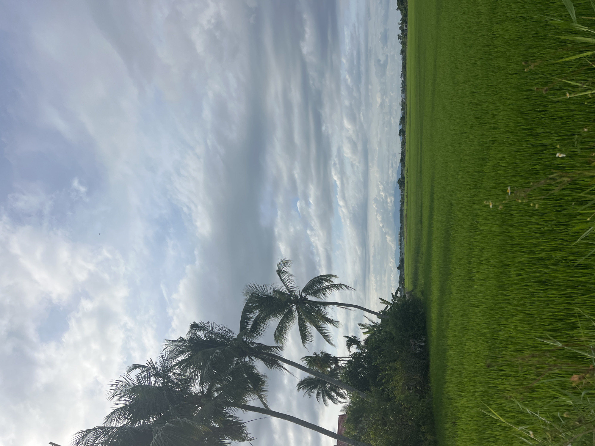 A wide shot captures a vibrant green rice paddy field under a dramatic cloudy sky. In the foreground, tall, slender palm trees lean against the overcast heavens, their fronds rustling in the breeze. To the left, a dense cluster of trees and foliage forms a lush backdrop to the palm trees, with a glimpse of a building's roof peeking through. The rice paddy stretches out as far as the eye can see, its uniform green expanse broken only by the distant treeline and faint outlines of mountains on the horizon. The clouds overhead are a mix of dark grey and wispy white, suggesting an impending change in weather. This scene is typical of the rural outskirts of Hoi An, Vietnam, where agriculture remains a dominant feature of the landscape.