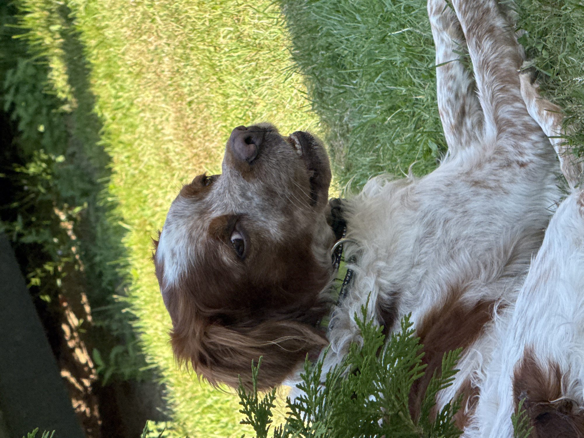 In Polańczyk, Poland, a medium-sized dog with brown and white fur lies on a grassy lawn. The dog is facing to the right, with its mouth slightly open, revealing its teeth and tongue. A green collar with a silver tag is visible around its neck. In the foreground, a branch of a green evergreen tree partially obscures the dog's left side. The background consists of lush green grass and shadowed foliage.