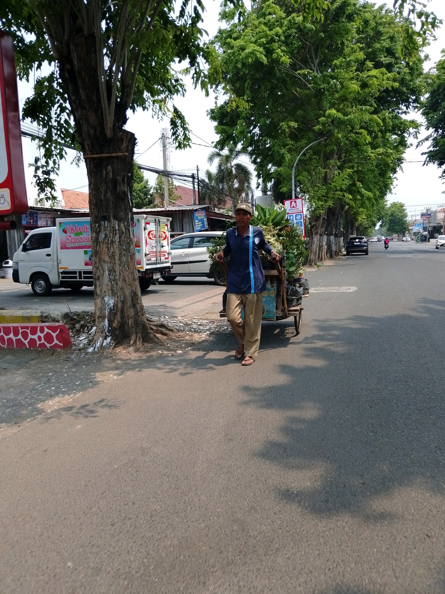 A man is pushing a cart filled with potted plants along a paved street in Pasuruan, Indonesia. The man is wearing a blue shirt, khaki pants, and a light brown cap. He is walking on the right side of the street. The cart has two wheels and is made of wood and metal. The plants are of various sizes and are in black plastic bags. The street is lined with trees on the left side. There are buildings and a white truck with the "Yakult" logo on the side in the background. The sky is clear and the sun is shining, casting shadows on the street. The scene appears to be a typical street scene in a city, with a vendor selling plants from a cart. The location is specifically identified as Pasuruan, Indonesia, based on the visible "Yakult" branding which is a popular beverage brand in Indonesia.