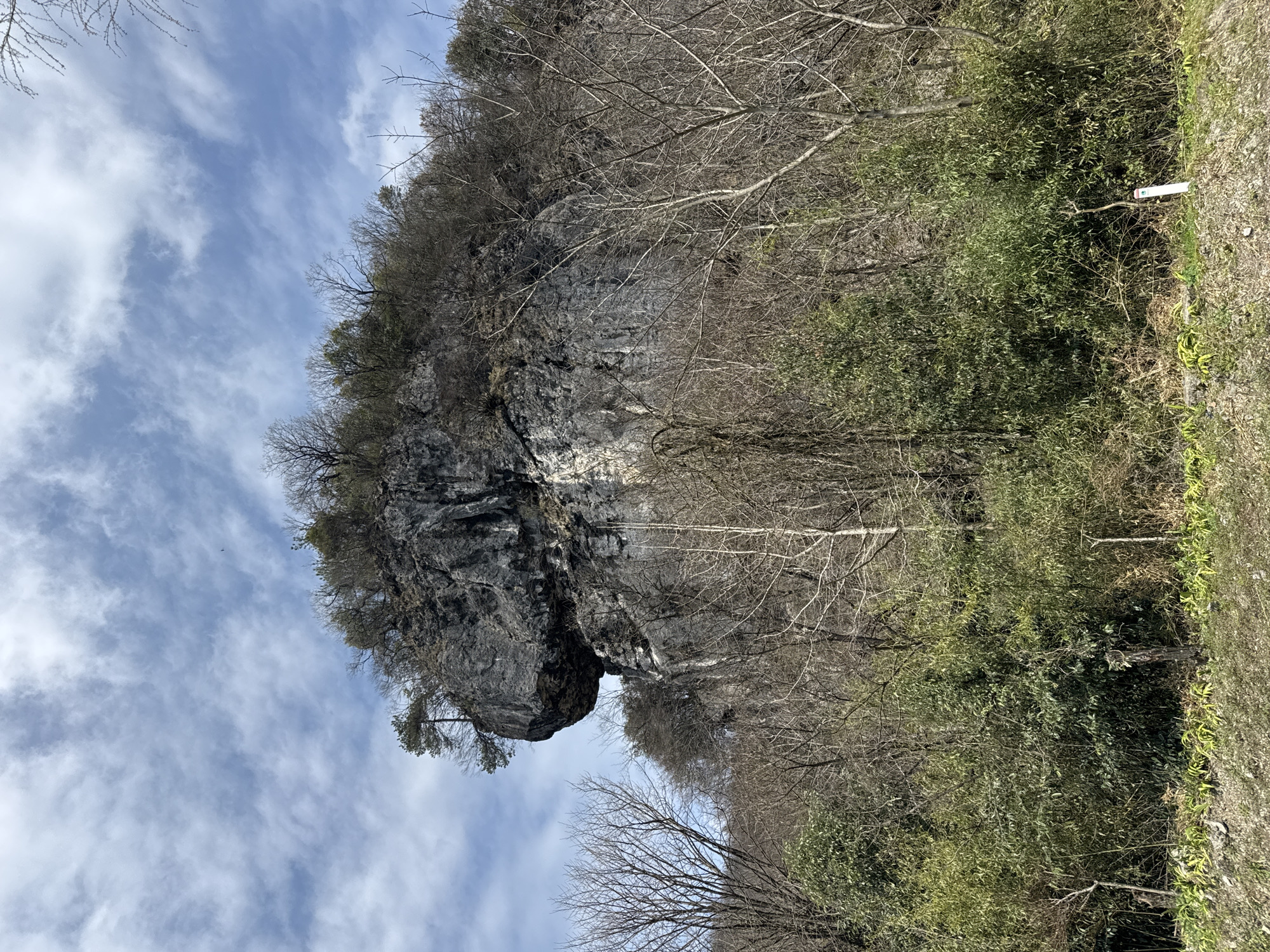 This image captures a natural landscape scene in Wulingyuan, China, featuring a prominent, irregularly shaped grey rock formation. The rock surface displays textured patterns and a distinctive, rounded overhang on its left side, from which a solitary conifer tree grows upwards. Surrounding the rock and extending across the mid and foreground are dense clusters of vegetation. A majority of the trees are deciduous and appear bare, suggesting a late winter or early spring season. In contrast, the immediate foreground contains vibrant green foliage, consisting of both broadleaf evergreen plants, possibly bamboo, and patches of bright green ground cover. The sky above is light blue with scattered, wispy white clouds. A small white marker post with a blue cap and a red square detail is partially visible in the lower right section, embedded within the green foliage. No individuals, animals, or specific actions are depicted in the scene.