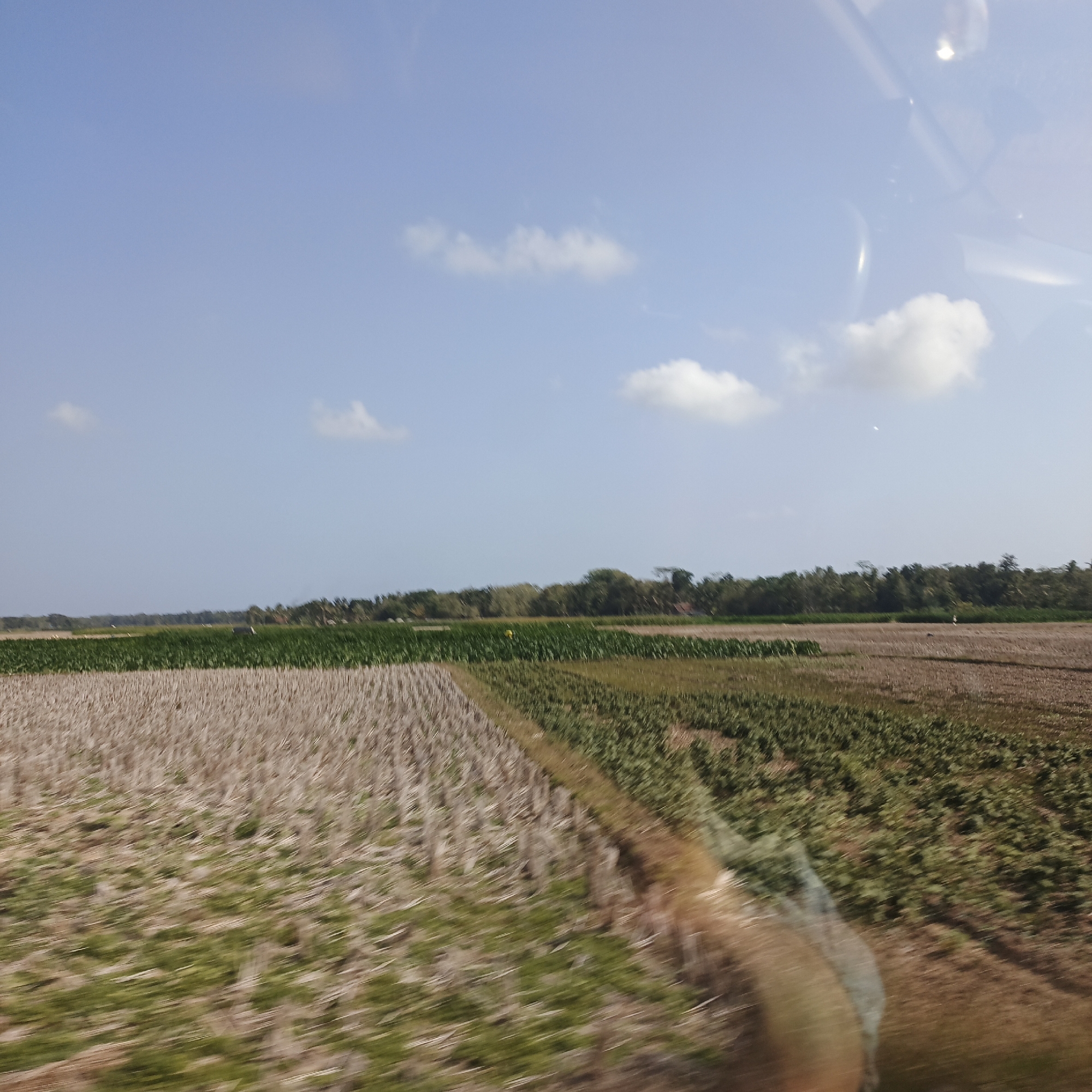 The image depicts a rural landscape in the city of Bagelen, Indonesia, likely taken from a moving vehicle. The foreground shows a field of dry, stubbly crops, suggesting recent harvest. Adjacent to this, a greener field of more substantial crops, possibly rice or another type of grain, stretches into the middle ground. Beyond the fields, a line of lush trees forms a dense horizon. The sky above is a clear, light blue with a few scattered white clouds. A reflective surface, likely a window, causes some glare and distortion on the right side of the image, obscuring parts of the landscape. The overall impression is one of agricultural activity under a bright, open sky.