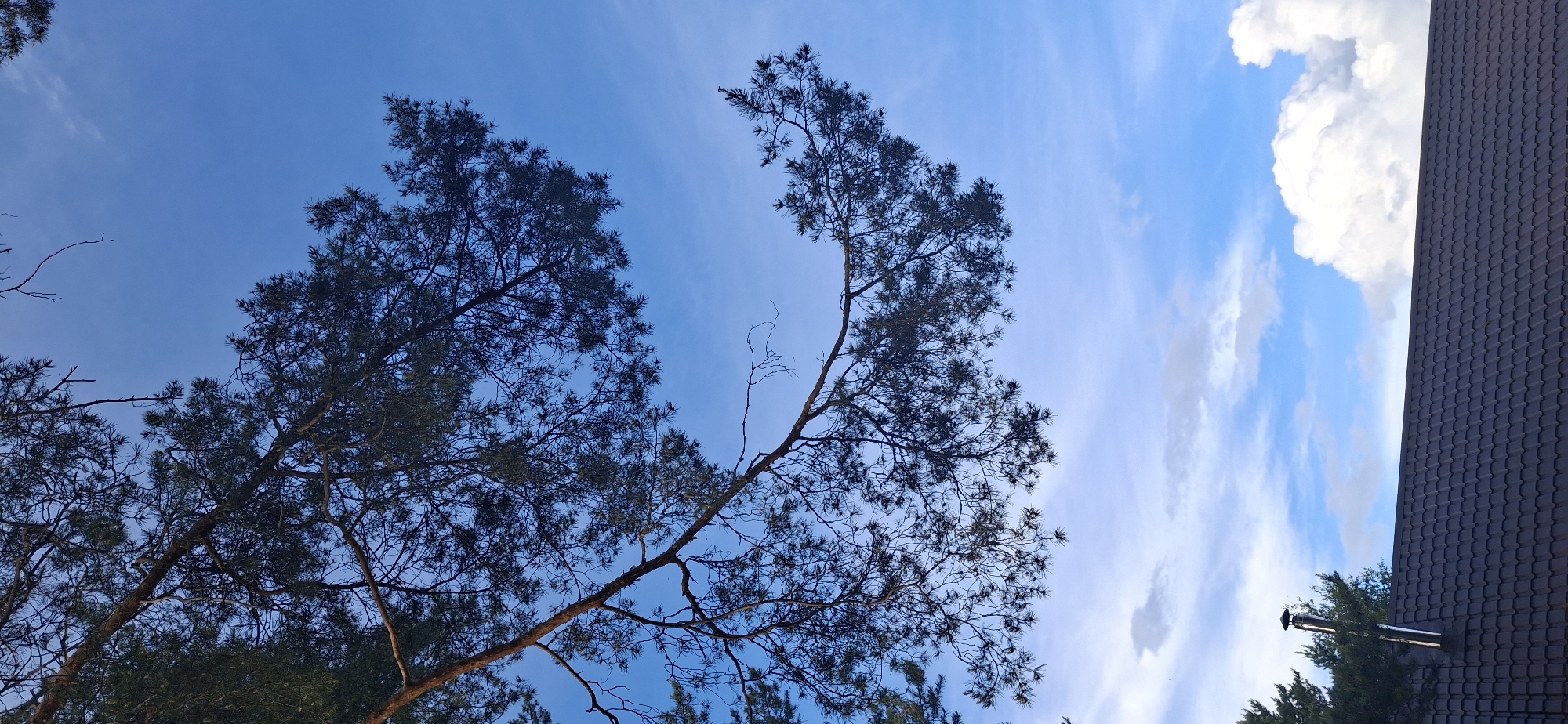 The image presents a view upwards towards a sky filled with light blue hues and streaky clouds. Two large, dark trees, possibly pine or fir, occupy the left and center of the frame, their branches reaching out across the sky. The trees are in silhouette, suggesting they are in shadow or that the light is behind them.
To the right, a dark tiled roofline cuts into the sky, adjacent to a large, puffy white cloud. A portion of a chimney or vent is also visible against the roof. The positioning and angle of the photo indicate it may have been taken from ground level, looking upwards. The location given is Прикамский, Russia.