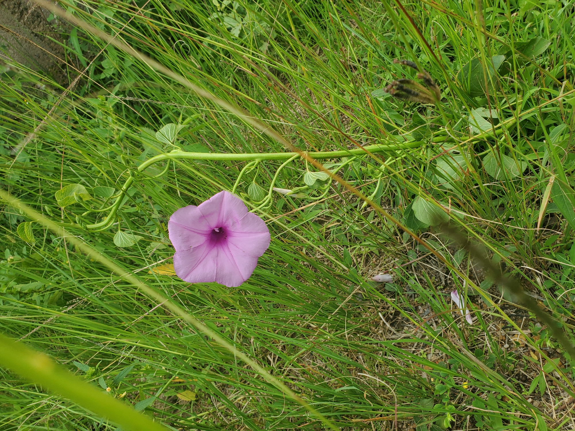 The image shows a close-up view of a single purple morning glory flower amidst a dense growth of green grass and some brown, dried vegetation. The flower is in full bloom, with its trumpet-like petals open and displaying a deeper shade of purple towards its center. A thin, green vine with small heart-shaped leaves is attached to the flower's stem, winding its way through the grass. The background is filled with various shades of green and brown, indicating a natural, outdoor setting. There are no people visible in the image. The scene appears to be a snapshot of nature in a somewhat unkempt area, potentially a field or roadside verge. The image was captured in Jos, Nigeria.