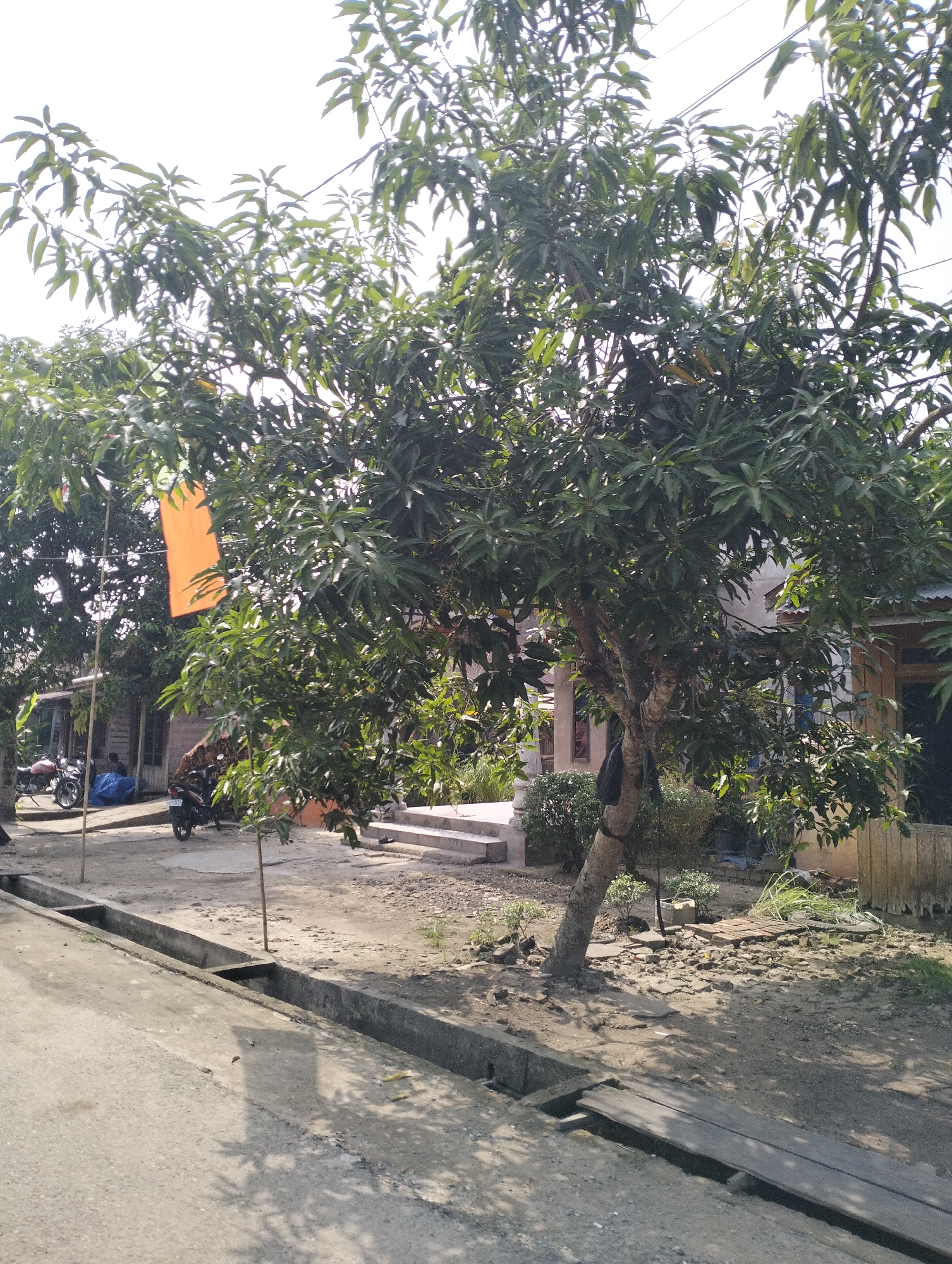 A full shot captures a mango tree with lush green leaves and a rough, textured trunk in Serdang Jaya, Indonesia. A rectangular orange banner is suspended from one of its branches. In the background, a house with a light-colored facade and a wooden door is visible. A concrete walkway with a drainage ditch runs along the foreground. Several motorcycles are parked nearby, and a person appears to be seated on one. The ground is a mix of dirt and gravel, with some scattered bricks and vegetation. The sky is bright and overcast.