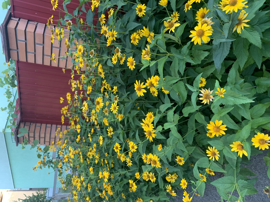The image displays a vibrant outdoor scene located in Mykhailivka-Rubezhivka, Ukraine. The primary subject is a dense, flourishing bed of yellow-flowering plants, likely False Sunflowers (Heliopsis helianthoides), occupying the majority of the frame from the foreground into the midground. These plants feature numerous bright yellow daisy-like blooms with darker yellow or orange centers, interspersed among abundant green leaves.
In the background, a barrier is visible, consisting of a reddish-brown corrugated metal fence section flanked by two brick pillars constructed from reddish-brown bricks with lighter mortar. A green vine with broad leaves is observed growing on and over the top of the rightmost brick pillar, extending along the fence line. Behind the left side of the fence, a segment of a building with a light blue or turquoise exterior is partially visible. The immediate foreground shows a dark grey, paved surface, consistent with a sidewalk or driveway. No people are present in the scene. The lighting suggests natural daylight.