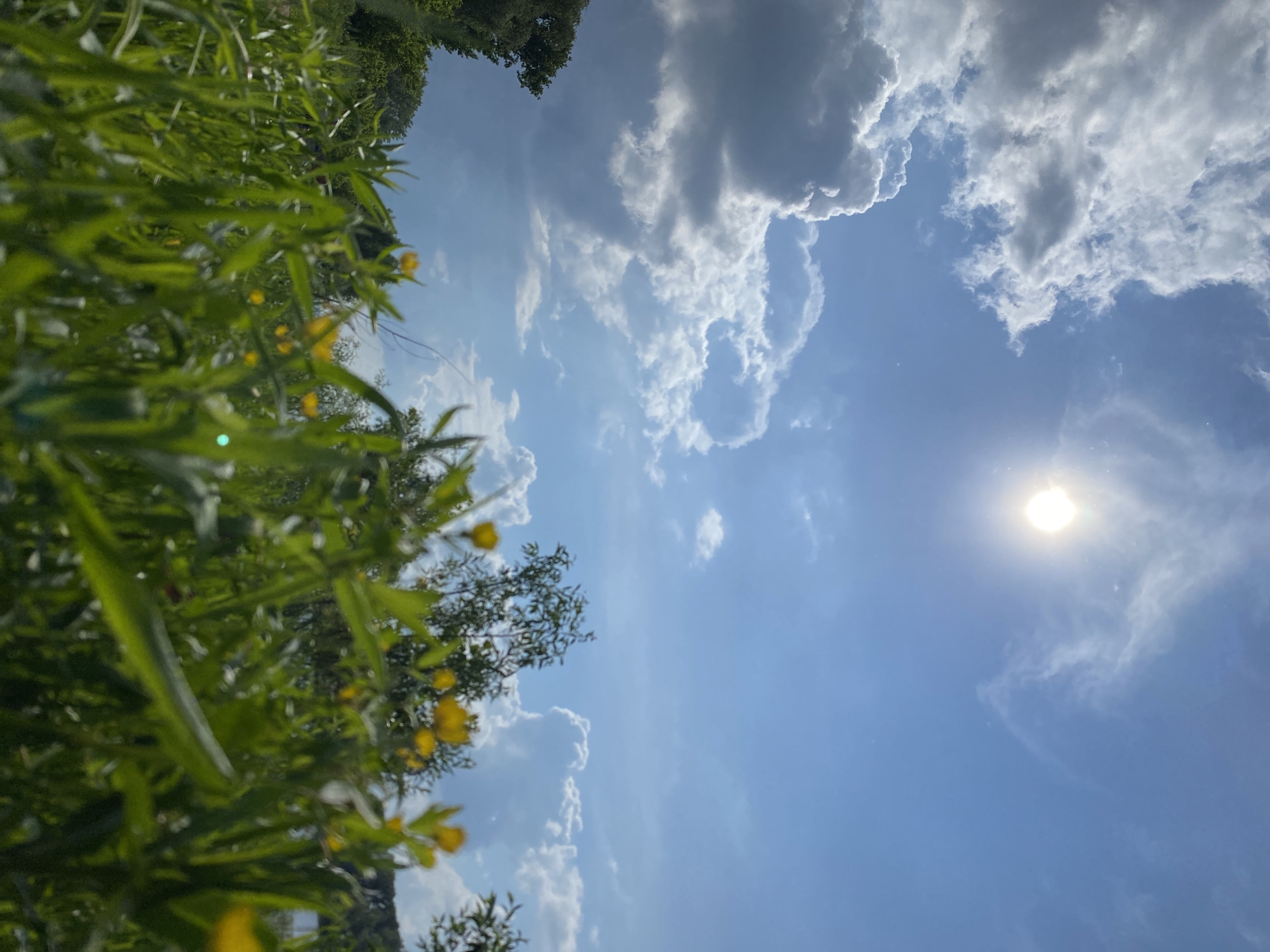 A low-angle, eye-level shot captures a bright sunny day in Chaikovsky, Russia. The foreground is dominated by lush green grass and yellow wildflowers, some in focus and others blurred. In the background, a clear blue sky is adorned with scattered white clouds and the sun, which appears as a bright orb. Trees line the horizon on the left and right. The scene suggests a natural, outdoor setting such as a park or meadow.