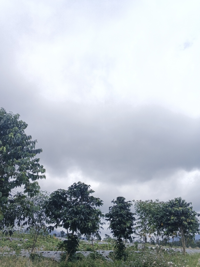 The scene depicts a rural landscape in Đăk Mar, Vietnam, under an overcast sky. Approximately two-thirds of the upper frame is dominated by light to dark grey cloud cover. The lower third of the image features a cultivated field populated by multiple small to medium-sized trees with dense, dark green foliage. A large tree, partially cropped, is present on the far left. Several other similar trees are spaced across the mid-ground. The ground beneath these trees shows evidence of agricultural activity, including sections covered with black plastic sheeting, likely mulch film, arranged in rows. Sparse lighter green vegetation and some white-flowering plants are visible in the immediate foreground. Distant, indistinct landforms, possibly hills or mountains, are faintly visible below the cloud line in the background. No individuals, animals, or specific actions are discernible within the frame.