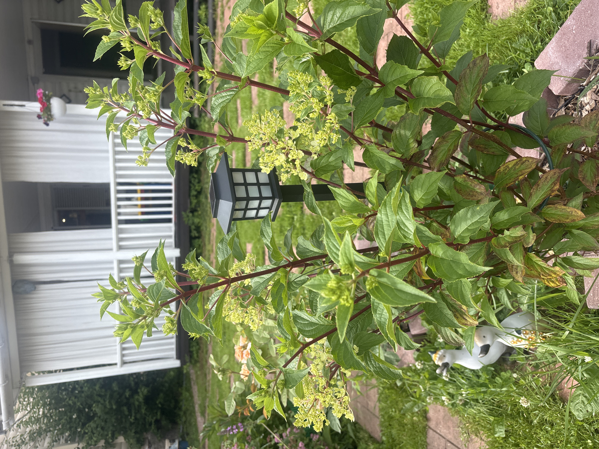 In a garden setting in Лотос Снт (марьино), Russia, a close-up view focuses on a lush green plant with prominent red stems and clusters of small, pale yellow flower buds. The plant is positioned in the foreground, with its leaves and developing blooms filling a significant portion of the frame. Behind the plant, a white railing and white curtains suggest a building, possibly a house or dacha, with a hanging planter containing pink flowers visible on the porch. The ground is covered in green grass, interspersed with reddish-brown paving stones and mulch. A small, black, lantern-style solar light stands behind the plant. Two white ceramic duck garden ornaments are partially visible amongst the foliage and grass to the left of the main plant. The lighting suggests an outdoor daytime scene, likely during daylight hours with diffused sunlight.