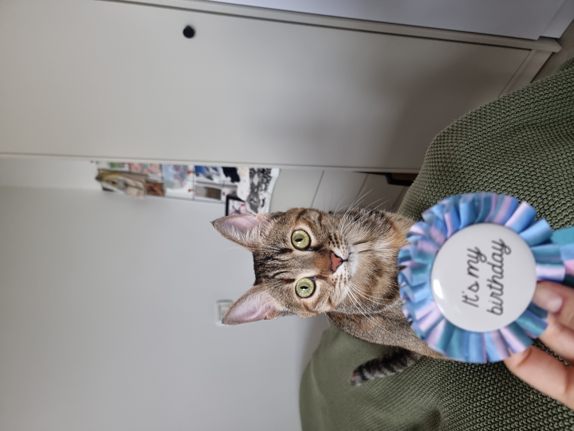 A tan and brown tabby cat is sitting on an olive green textured surface. A hand holding a light blue and white ribboned rosette with the words "It's my birthday" is partially visible near the cat. The background consists of a white wardrobe-like structure. The photograph seems to be taken indoors. The location is not discernible from the image. The location of Ramat Gan, Israel, cannot be discerned.