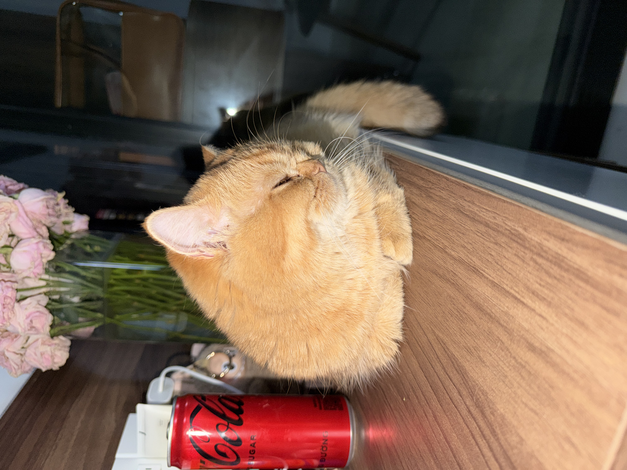 An orange cat is sleeping on a wooden surface next to a red can of Coca-Cola. In the background, a vase of pink flowers and a blurry chair are visible. The scene appears to be indoors, possibly in a cafe or home setting in the city of Da Nang, Vietnam. The lighting suggests it may be evening or a dimly lit room.