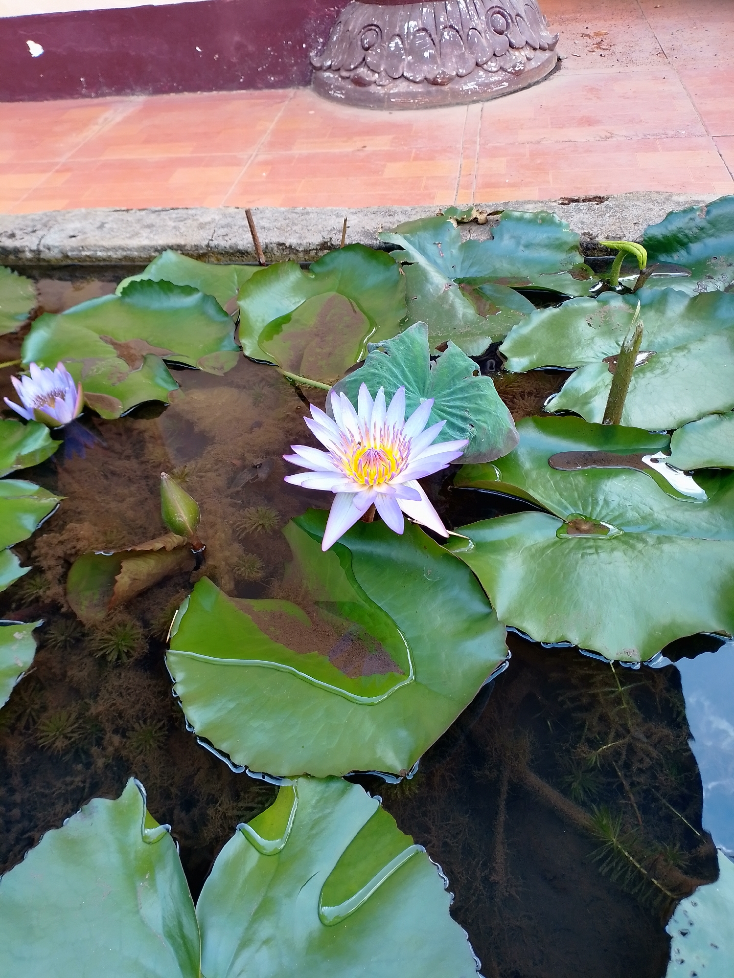 The image shows a water garden in Thôn 6, Vietnam, featuring water lilies. A light purple lotus flower with a yellow center is prominently positioned in the foreground, surrounded by broad, green water lily pads. Another partially open lotus flower is visible in the upper left. The water is murky, with submerged vegetation and reflections visible. The garden is enclosed by a concrete border with tiled flooring and a decorative structure partially visible at the top.