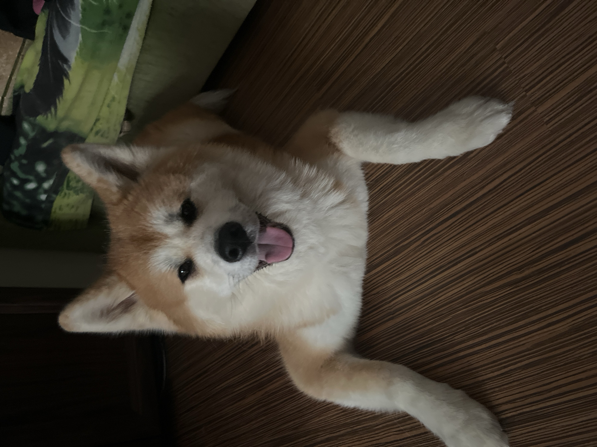 An Akita dog is lying on a wooden floor. The dog is facing the camera with its mouth open and tongue out. The dog has tan and white fur and appears to be in good health. In the background, a green couch with a patterned blanket is visible. A dark wooden door is to the left of the dog. The overall lighting is dim. There is no visible indication of the city of Minsk, Belarus.