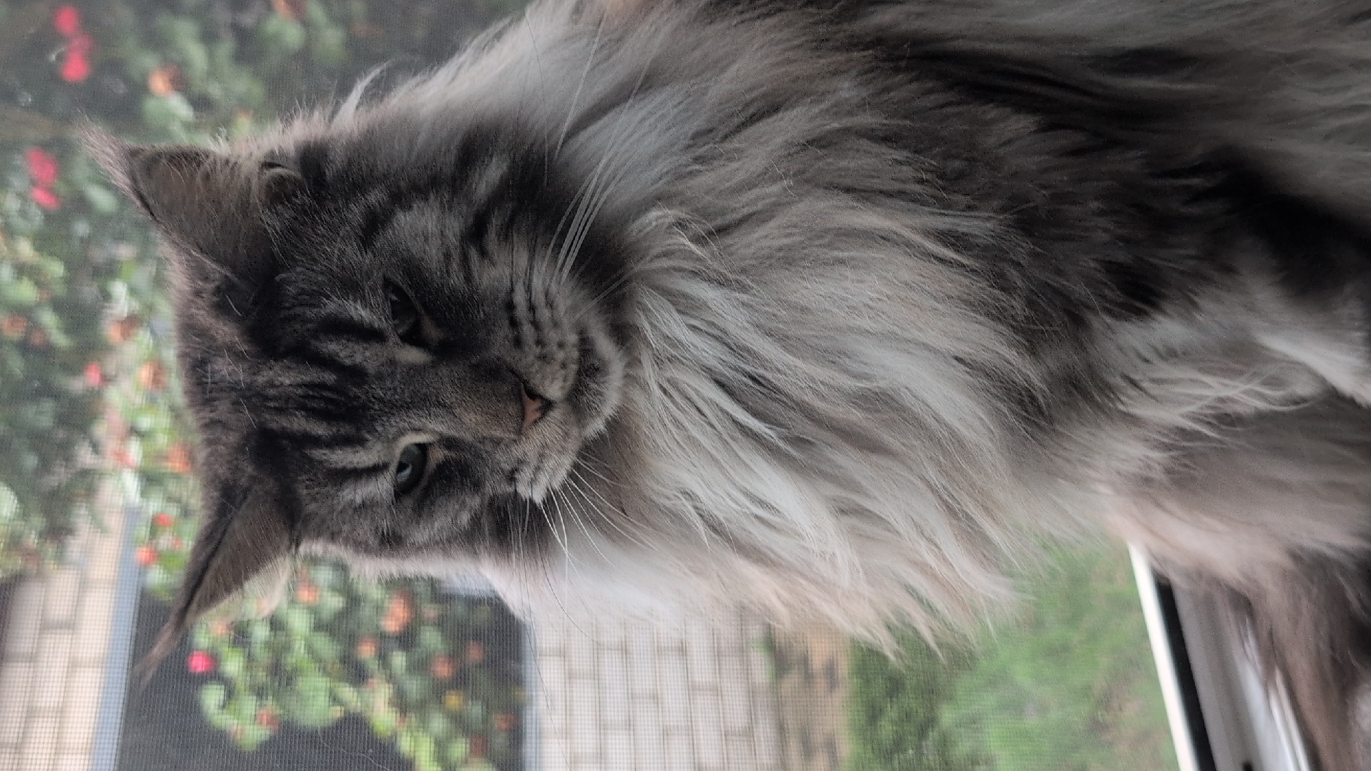 A close-up, vertical, eye-level shot shows a large, long-haired gray tabby cat with a fluffy mane sitting on a windowsill. The cat's fur is a mix of dark gray and lighter gray or silver. Its face is visible, with dark stripes on its forehead and cheeks, and green eyes that are partially closed. The cat's pink nose is also visible. The background consists of a screened window with a blurry view of foliage and red flowers outside. The windowsill is white and appears to be part of an interior setting. The scene is indoors, with an outdoor environment visible through the window. The location is specified as Izmail, Ukraine.
