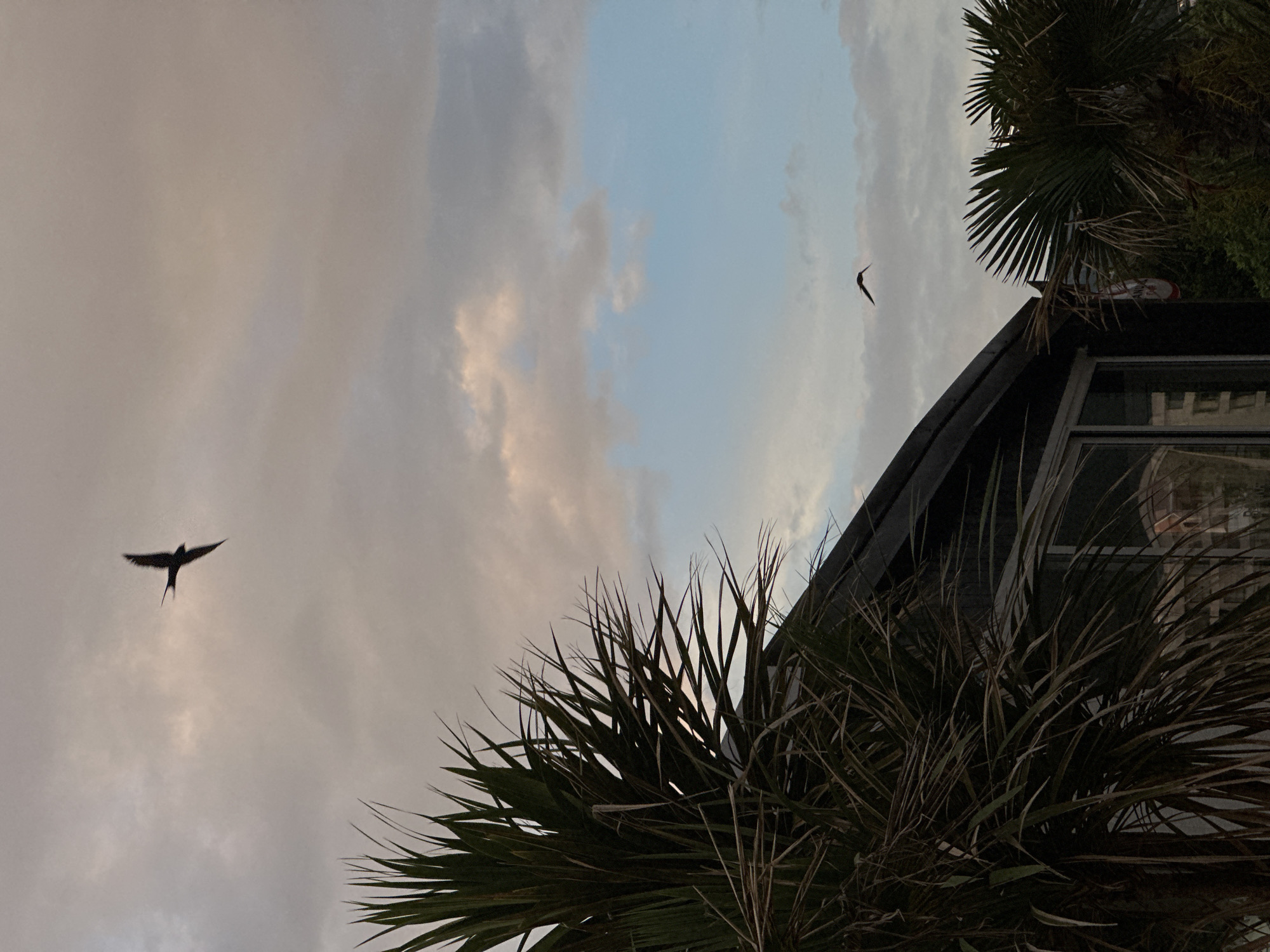 The image depicts a partly cloudy sky at dusk, with hints of pale blue and pink interspersed among the grey clouds. Two birds are in flight, silhouetted against the sky. The lower part of the frame is dominated by the fronds of a palm tree and the edge of a modern building, featuring dark angular architecture and glass windows. The exact location within the city of Bar, Montenegro is not discernible.