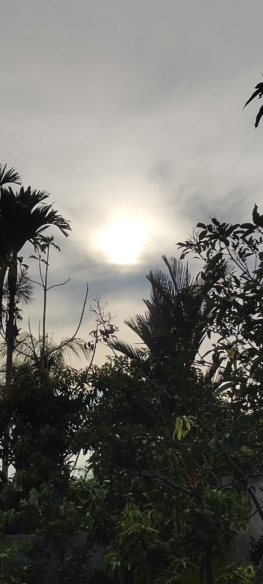 The image shows a view of trees silhouetted against a bright, overcast sky with the sun shining through the clouds. The location is Unknown, Unknown. The trees appear to be in a dense cluster.
