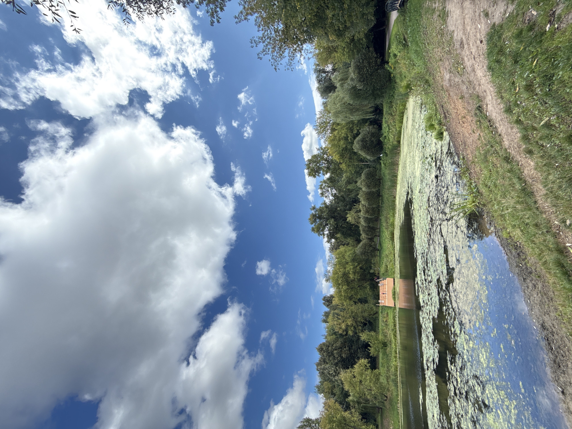 This is an outdoor, eye-level, full shot of a pond in a park setting on a bright, partly cloudy day. In the foreground, the pond water is a dark blue, with large patches of green algae floating on the surface. The edge of the pond is muddy with some dry grass and a small path winding up a gentle slope. In the middle ground, a wooden pier extends into the pond. On the pier, one person is visible, wearing a dark top and light-colored bottoms. The background is filled with dense, green trees, suggesting a park or wooded area. The sky is a vibrant blue with large, white, fluffy clouds dominating the upper portion of the frame.
This scene is characteristic of parks like Kolomenskoye, a historic estate and former royal residence in the south of Moscow, Russia, known for its ponds, gardens, and forested areas.