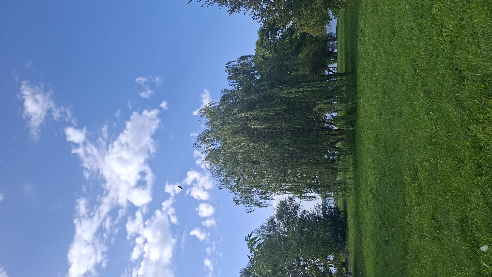 A broad, green meadow stretches out under a bright blue sky dotted with fluffy white clouds. In the middle ground, a large weeping willow tree with long, cascading branches dominates the scene. To its left and right, other trees form a backdrop, and a hint of water can be seen in the distance, suggesting a lake or river. A single bird is captured in flight against the sky. The overall impression is one of a peaceful, natural landscape, likely within a park or recreational area in Myadzyel, Belarus.