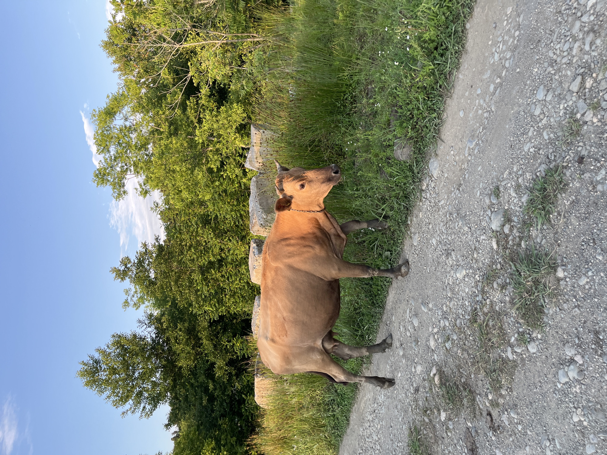 A light brown cow walks on a gravel road beside a grassy field. In the background, there is a dense forest. The sky above is clear and blue with a few white clouds.