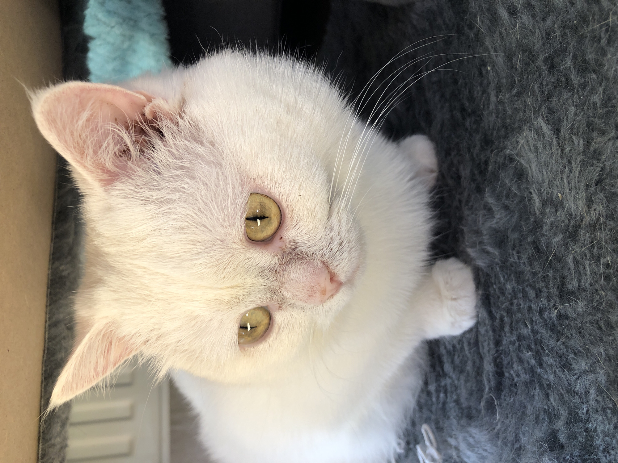 A close-up, eye-level, slightly angled shot shows a pale, fluffy white cat with light yellow eyes sitting on a dark gray, fuzzy surface. The cat is looking to the left of the frame. Its ears are pointed and appear light pink on the inside with some dark specks visible in the right ear. The cat's nose is a light pink color, and it has long white whiskers. Part of the cat's body and a white paw are visible. The background is out of focus, with a brown object at the top and a blurry blue object to the right. The scene appears to be indoors, possibly in a domestic setting. There are no people present. The location is unknown.