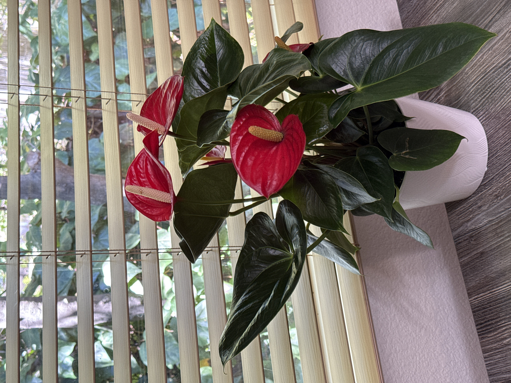 Anthurium flowers, characterized by their waxy, heart-shaped spathes and prominent spadixes, bloom vibrantly in a white ceramic pot. The pot sits on a wooden surface, possibly a table or shelf, against a backdrop of beige horizontal blinds. Through the gaps in the blinds, lush green foliage and the suggestion of trees can be seen, indicating an outdoor environment. The scene is likely indoors, with natural light filtering through the blinds. The image does not contain any people. The specific location within West Sacramento, United States of America, is not discernible from the visual information provided.
