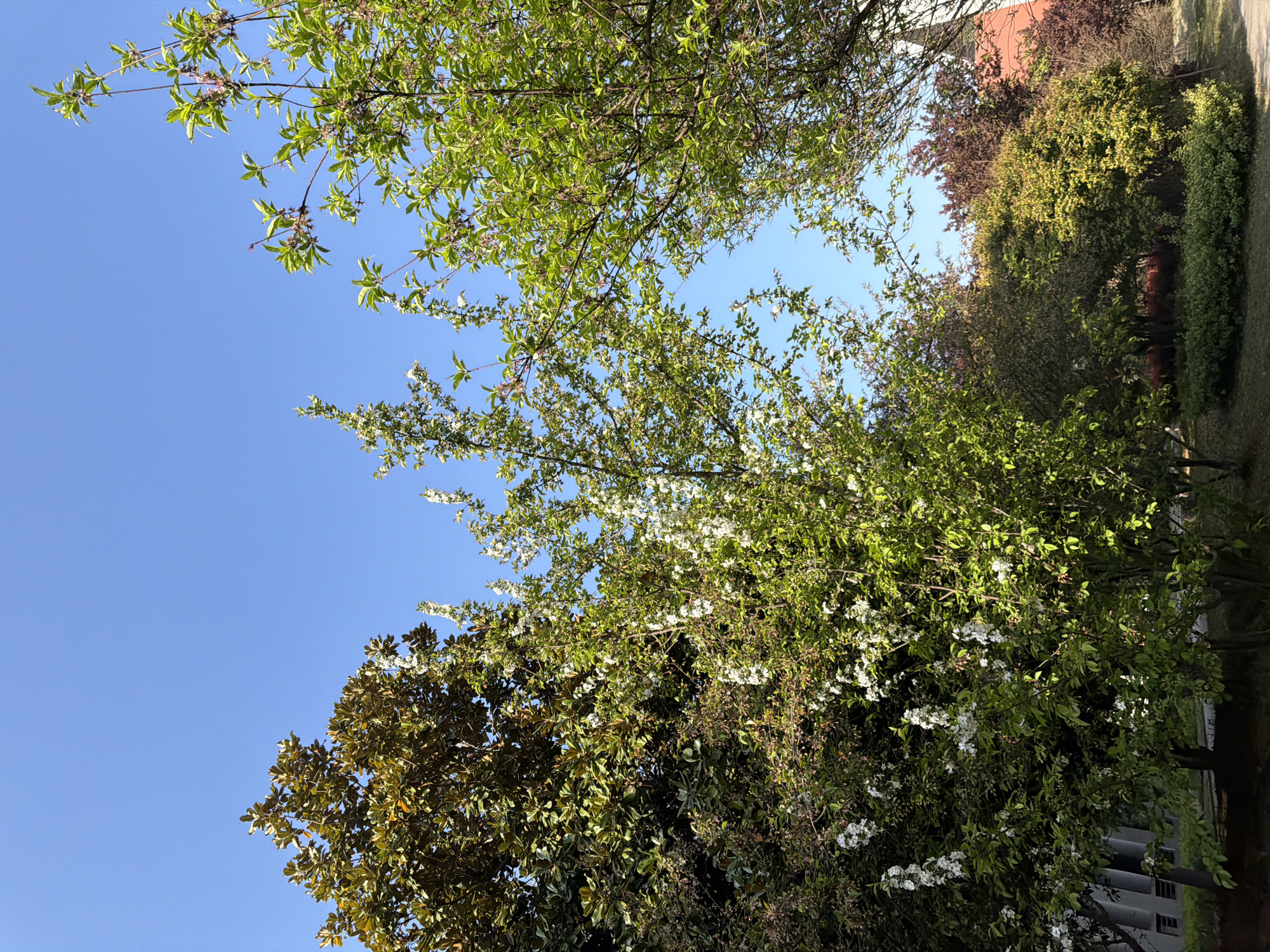The image, likely taken in Jiangning District, China, is oriented vertically and captures a view looking up towards the sky. The predominant colors are shades of green from the trees, brown from the tree branches, and a bright blue sky. A cluster of trees fills most of the frame, featuring varying shades of green, indicating different species. The trees exhibit both new foliage and mature leaves. One tree is blooming with small white flowers. The clear blue sky fills the upper portion of the frame. In the upper-right, a glimpse of a building with a reddish-brown roof is visible. The image suggests a park or garden setting in an urban environment.