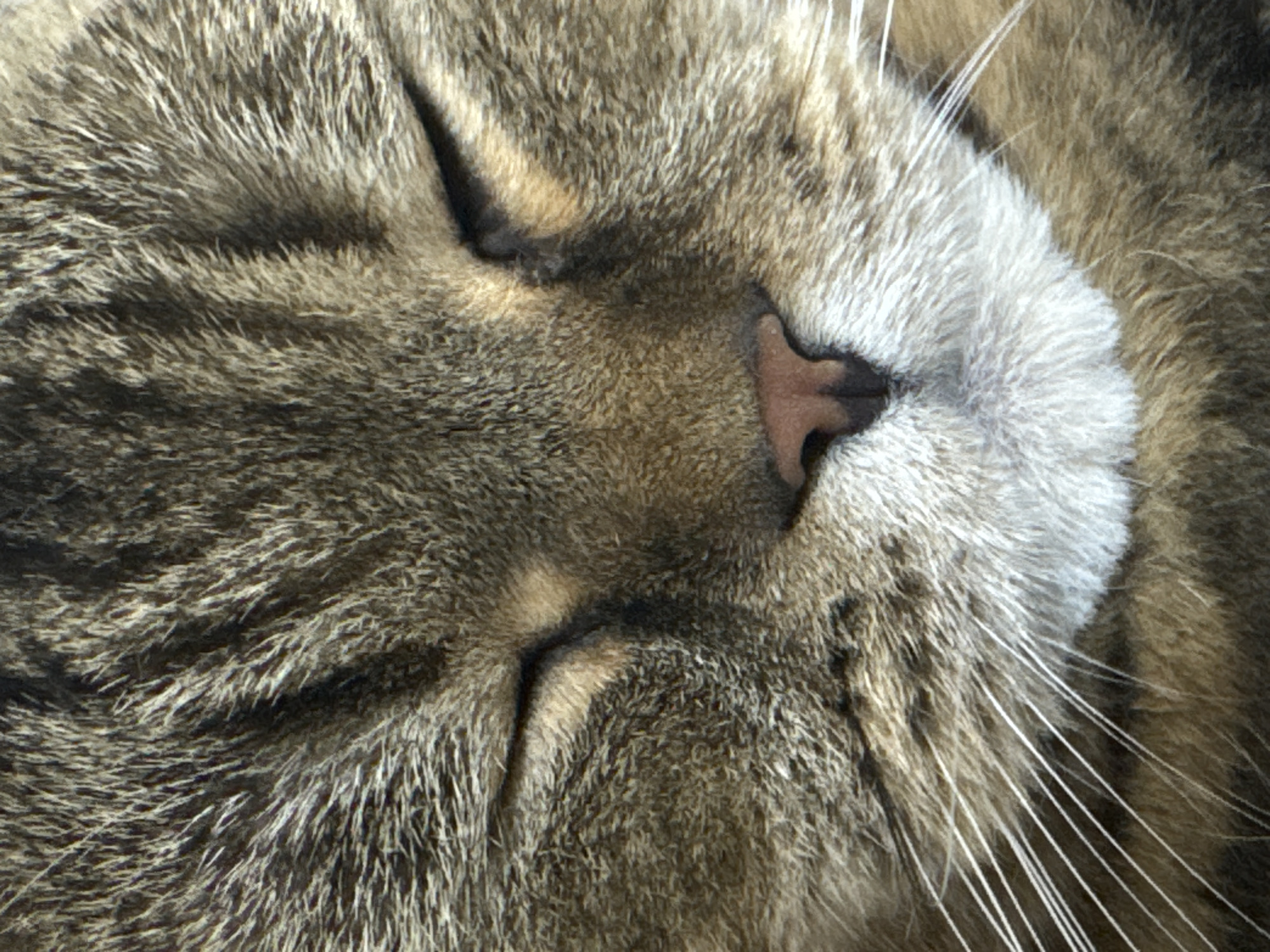 This is a close-up, head-on, overhead shot of a tabby cat sleeping. The cat's face fills the entire frame. Its eyes are closed, and its nose, which is a soft pinkish-brown, is prominent in the center of the image. The cat's fur is a mix of gray, brown, and white stripes, with individual strands of fur and whiskers clearly visible. The lighting appears to be soft and natural, suggesting it might be daytime, but the specific time of day and weather conditions are not discernible. The scene is intimate and peaceful, conveying a sense of the cat's deep slumber. No text is visible in the image. The provided location context of Mikhaylovsk, Russia, does not offer any visual cues within the image itself.