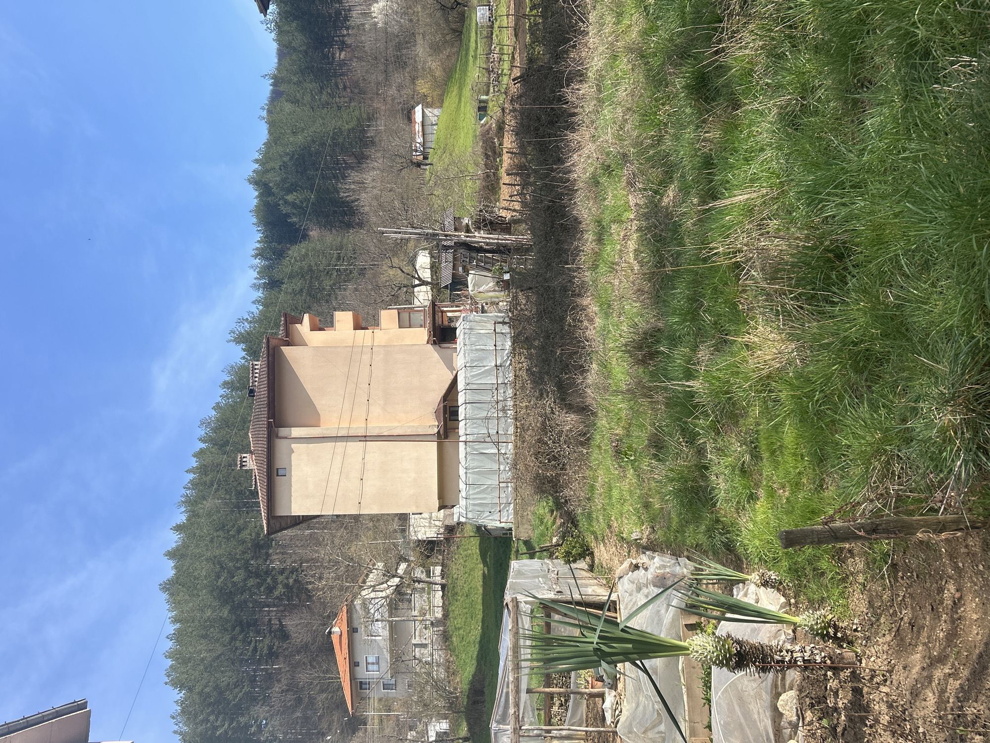 The image presents an outdoor scene in Zlatograd, Bulgaria, under bright sunlight with a clear blue sky. In the foreground, a cultivated garden area occupies the left, featuring dark soil, three prominent Yucca plants with visible trunks, and two tunnel greenhouses covered in translucent plastic sheeting. To the right, an expanse of green grass with some drier patches extends, bordered on the lower right by a single wooden fence post with tangled wire.
The midground is dominated by a three-story residential building of a light peach color, featuring a red tile roof with a prominent chimney and at least one square window on an upper floor. Power lines are visible stretching horizontally across the scene near this building. Behind and to the left of the peach building, on a slightly higher elevation, a lighter-colored house with an orange tile roof is partially visible. The area between the foreground garden and the main buildings contains an overgrown fence line constructed from wooden stakes and branches, along with several smaller, makeshift structures, some covered in white plastic sheeting. Further in the midground, on a distant green hill, a small white building with a red roof is discernible.
The background consists of a dense coniferous forest covering a steep hill, spanning the entire upper portion of the frame. No individuals are visible, and no specific actions or interactions are depicted. The overall environment indicates late winter or early spring conditions, characterized by both dormant deciduous trees and vibrant new grass, with bright, unobstructed natural light casting visible shadows.