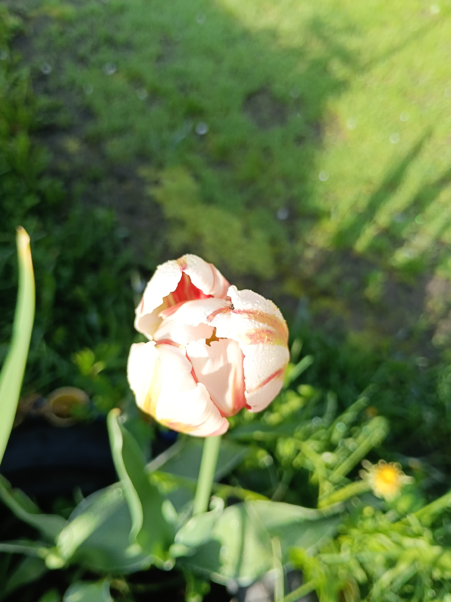 The image shows a close-up view of a tulip bud, predominantly white with red and yellow streaks. The bud is surrounded by green foliage. The background consists of blurred green grass. There is no indication of the location being Красный Маяк, Russia, or the presence of any people.
