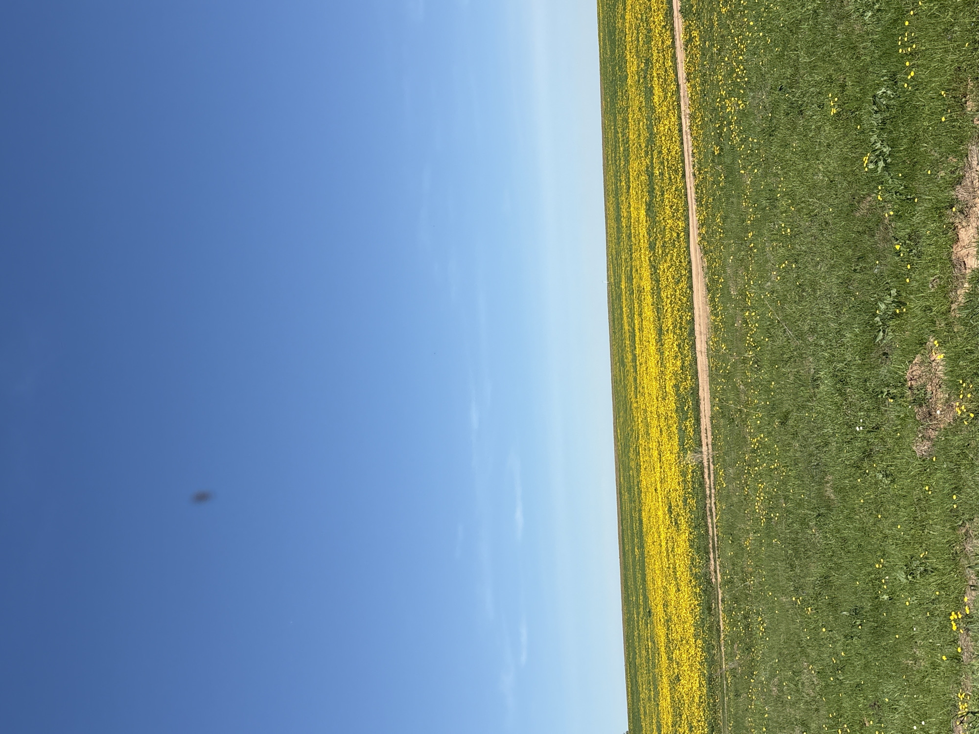 The image depicts a landscape in Перевозное, Russia, showing a clear blue sky on the left and a field on the right. The field is divided into three sections: a dense area of yellow wildflowers, likely dandelions, bordering a dirt path, followed by a green grassy area with scattered yellow flowers and patches of bare earth. The perspective is from ground level looking upwards.